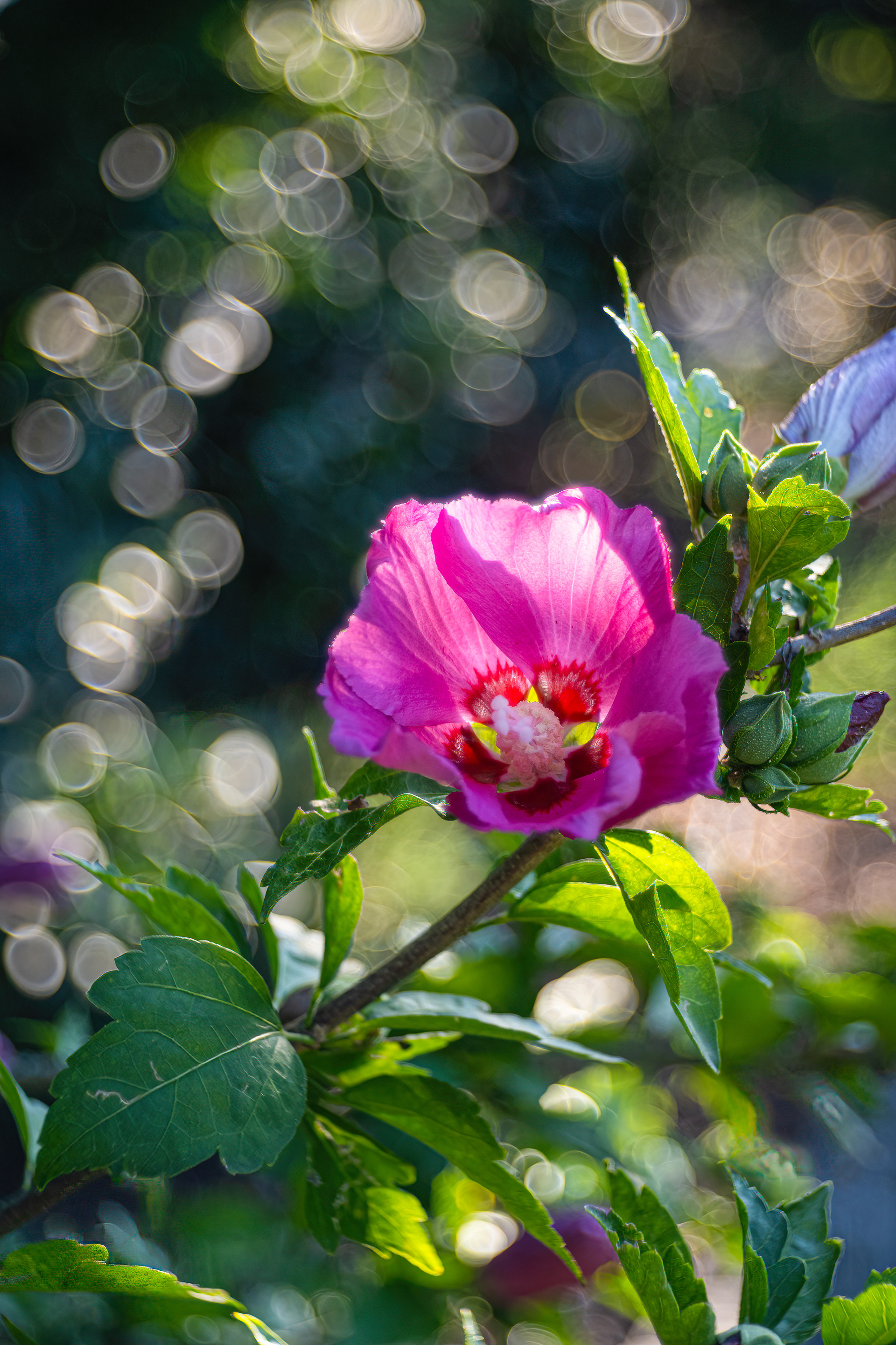 Ibišek syrský (Hibiscus Syriacus), Pyšely, 08/2024