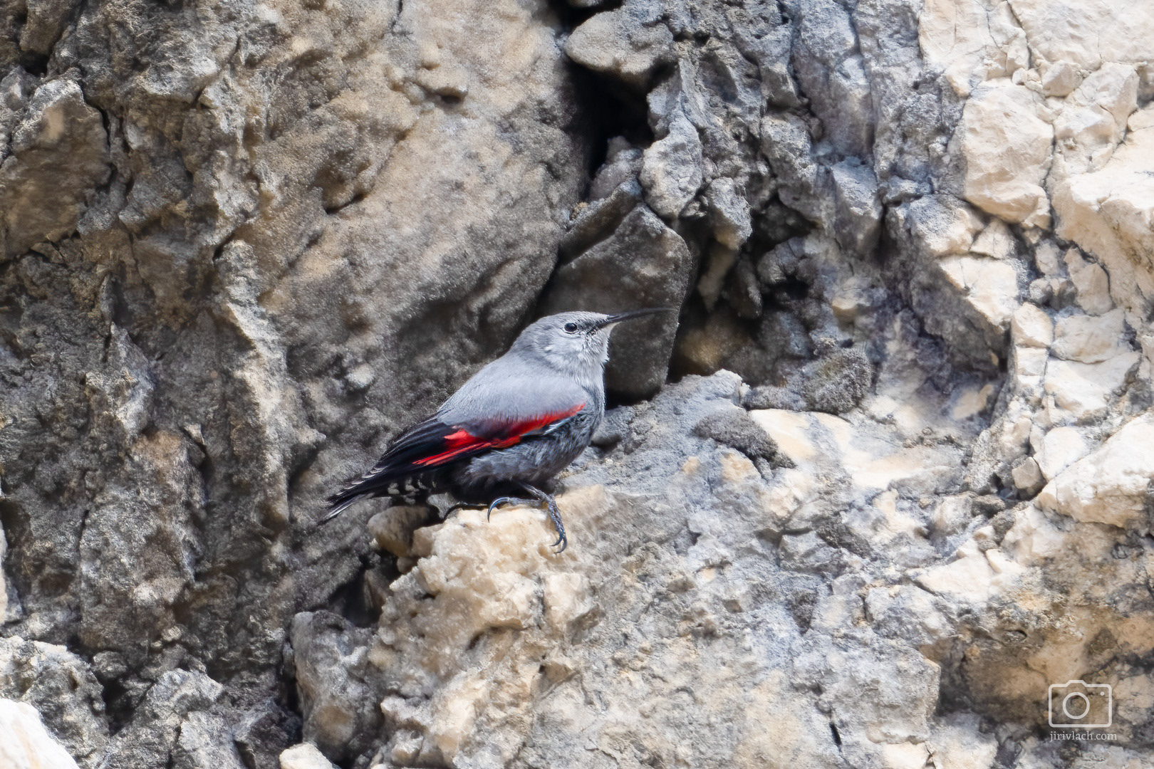 Zedníček skalní (The wallcreeper, Tichodroma muraria), Perná, 02/2025