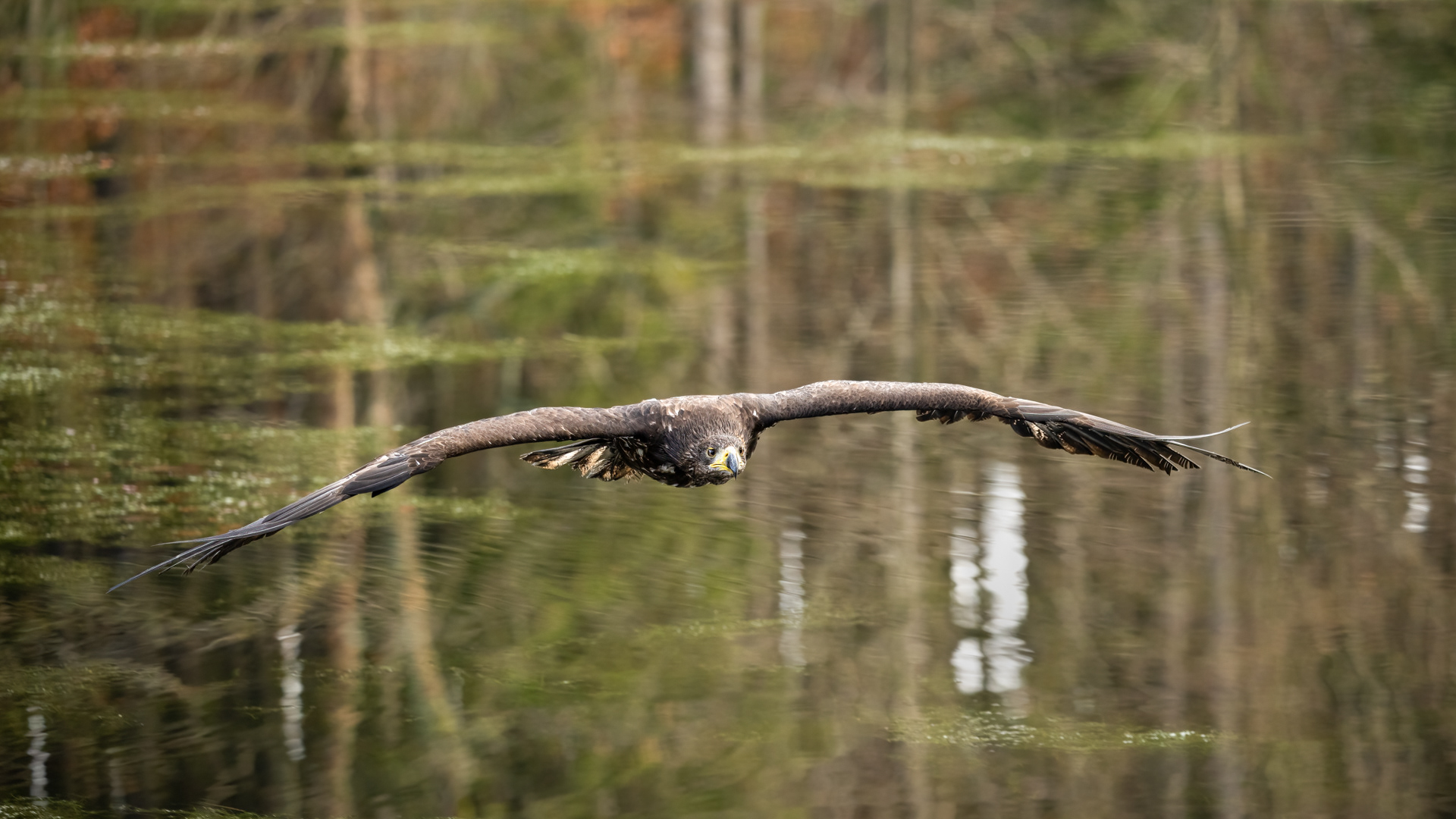 Orel mořský (Haliaeetus albicilla), Vysočina, 11/2022
