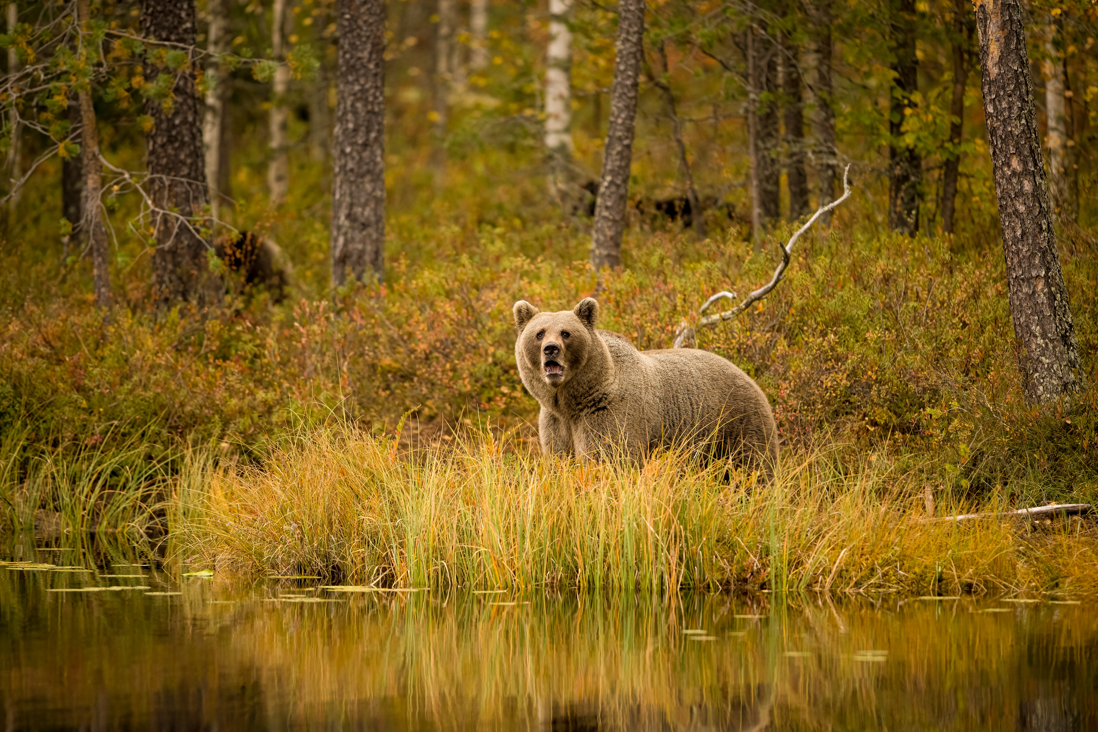 Medvěd hnědý (Ursus arctos), Finsko, 09/2022
