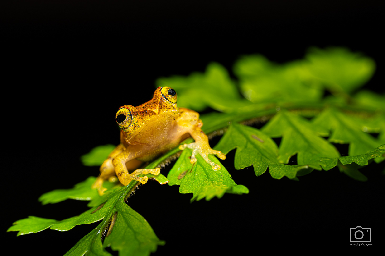 Bezblanka stydlivá (La Loma robber frog, Pristimantis caryophyllaceus)