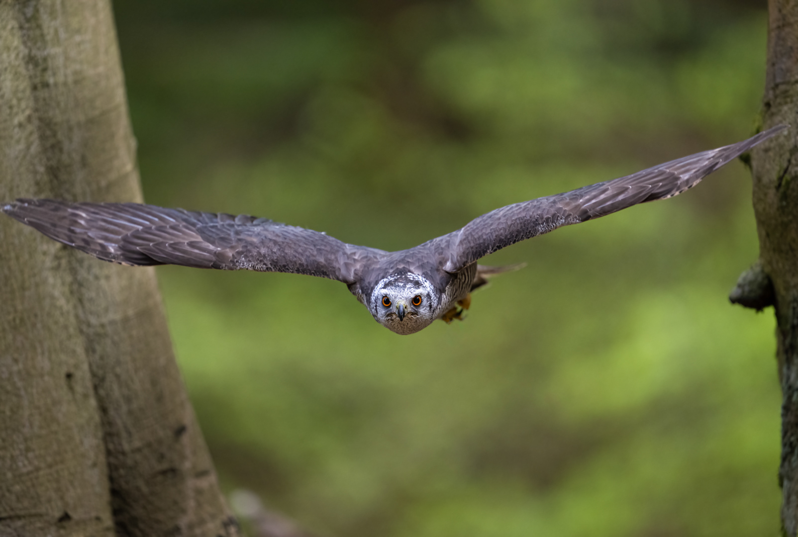Jestřáb lesní (Accipiter gentilis), Vysočina, 04/2024