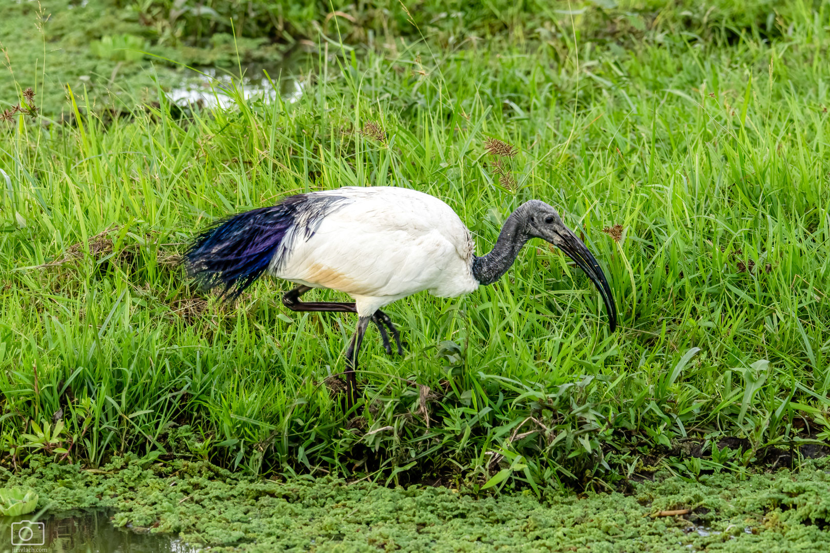 Ibis posvátný (Threskiornis aethiopicus), Kenya, 12/2025