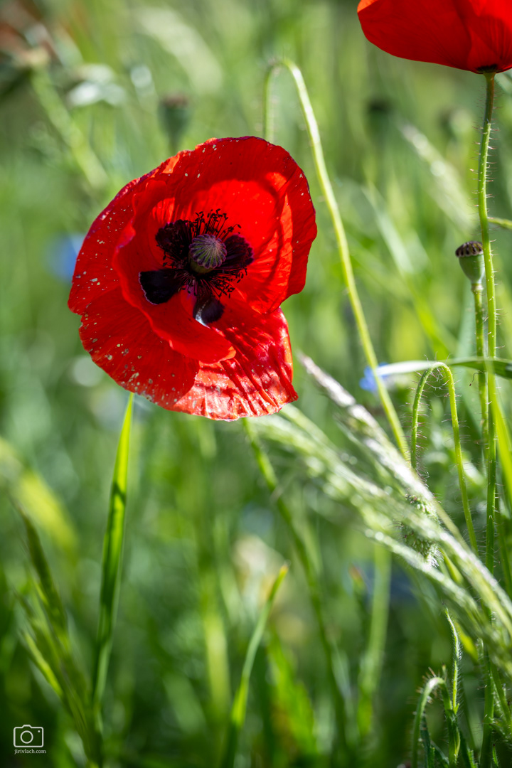 Mák vlčí (Papaver rhoeas), Pyšely, 06/2026