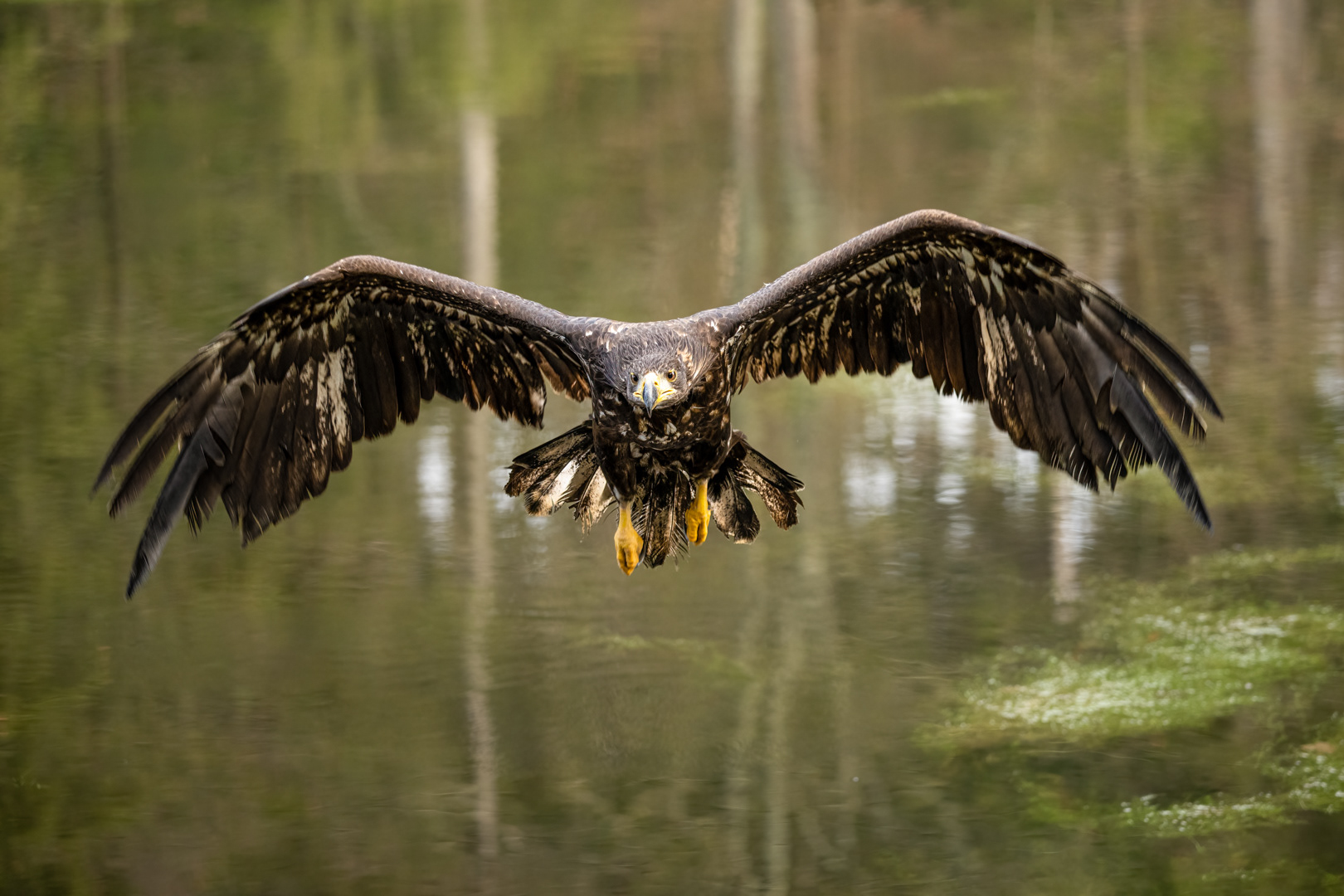 Orel mořský (Haliaeetus albicilla), Vysočina, 11/2022