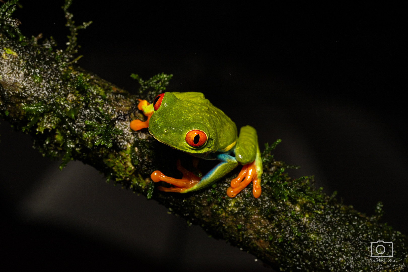 Listovnice červenooká (Red-eyed tree frog, Agalychnis callidryas)