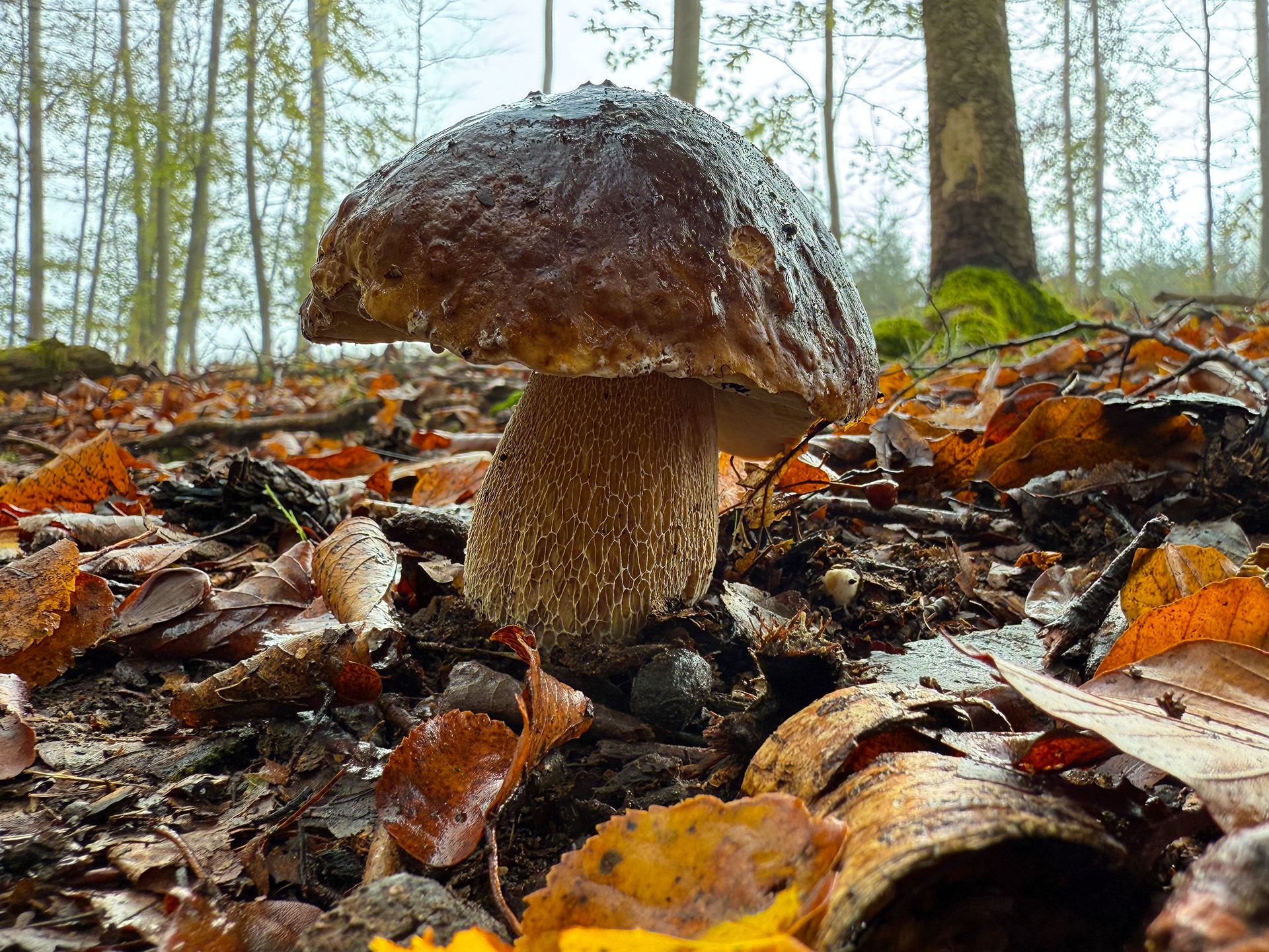 Hřib smrkový (Boletus edulis)
