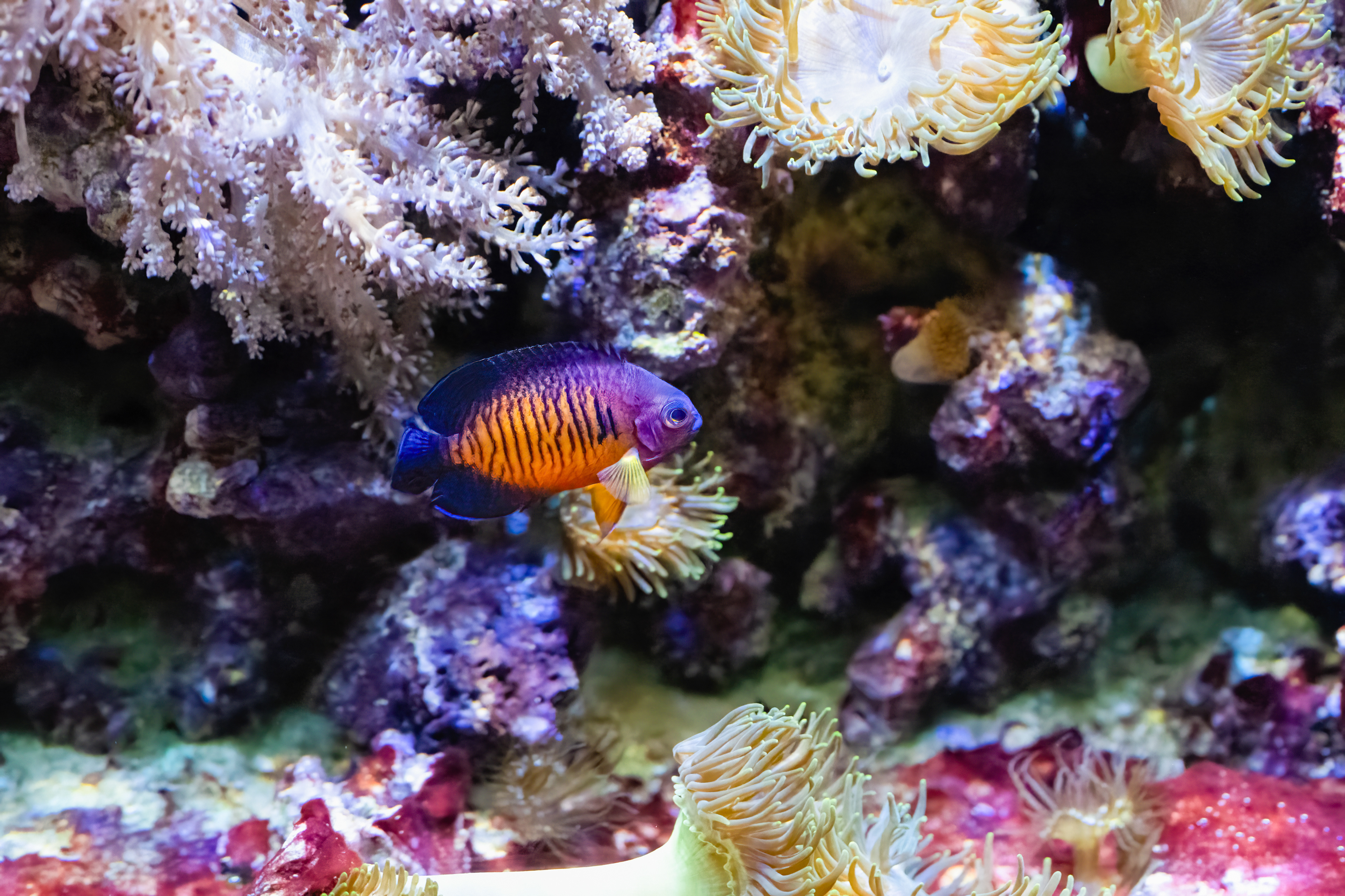 Pomčík dvoutrnný (Centropyge bispinosa)