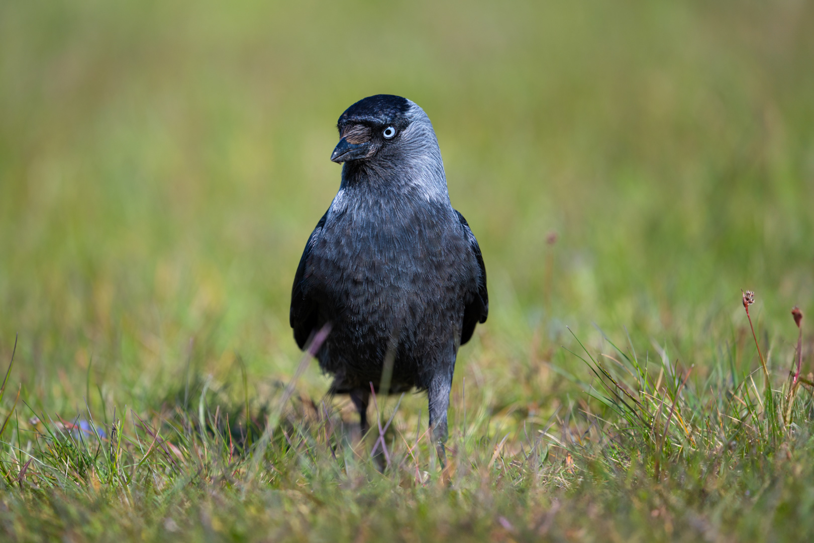 Kavka obecná (Coloeus monedula), Radouč, 04/2024