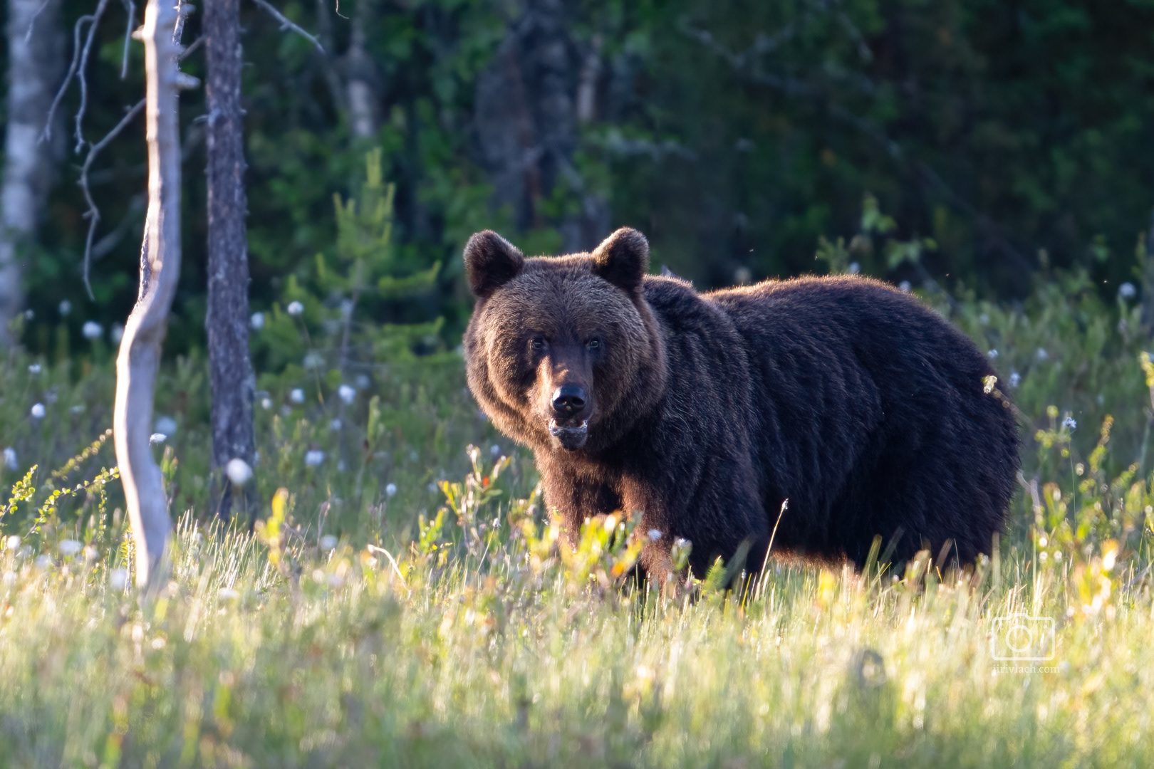 Medvěd hnědý (Ursus arctos), Finsko