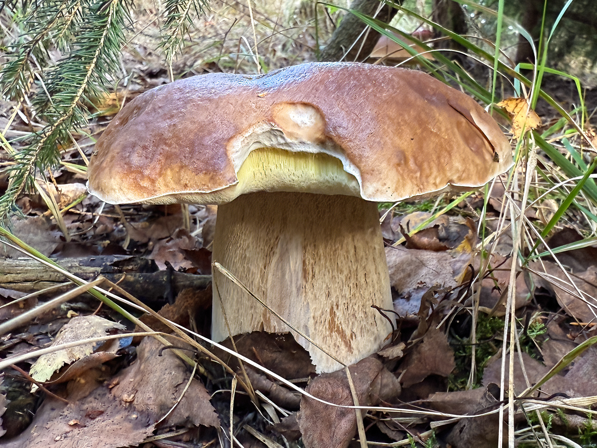 Hřib smrkový (Boletus edulis)