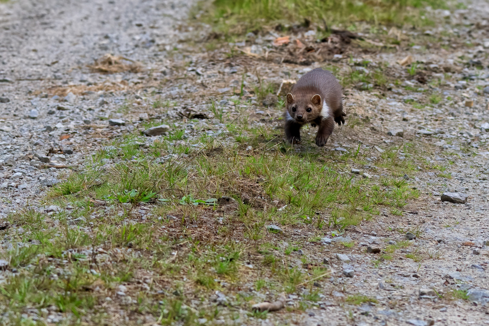 Kuna skalní (Martes foina), Vysočina, 08/2022
