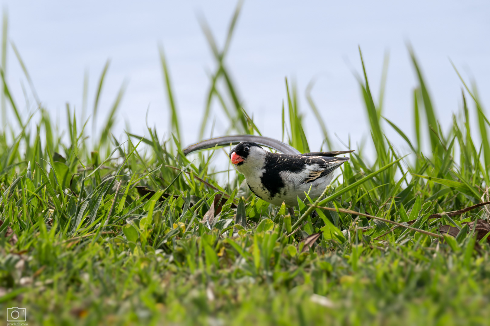 Vdovka černobílá (Vidua macroura), Kenya, 12/2025