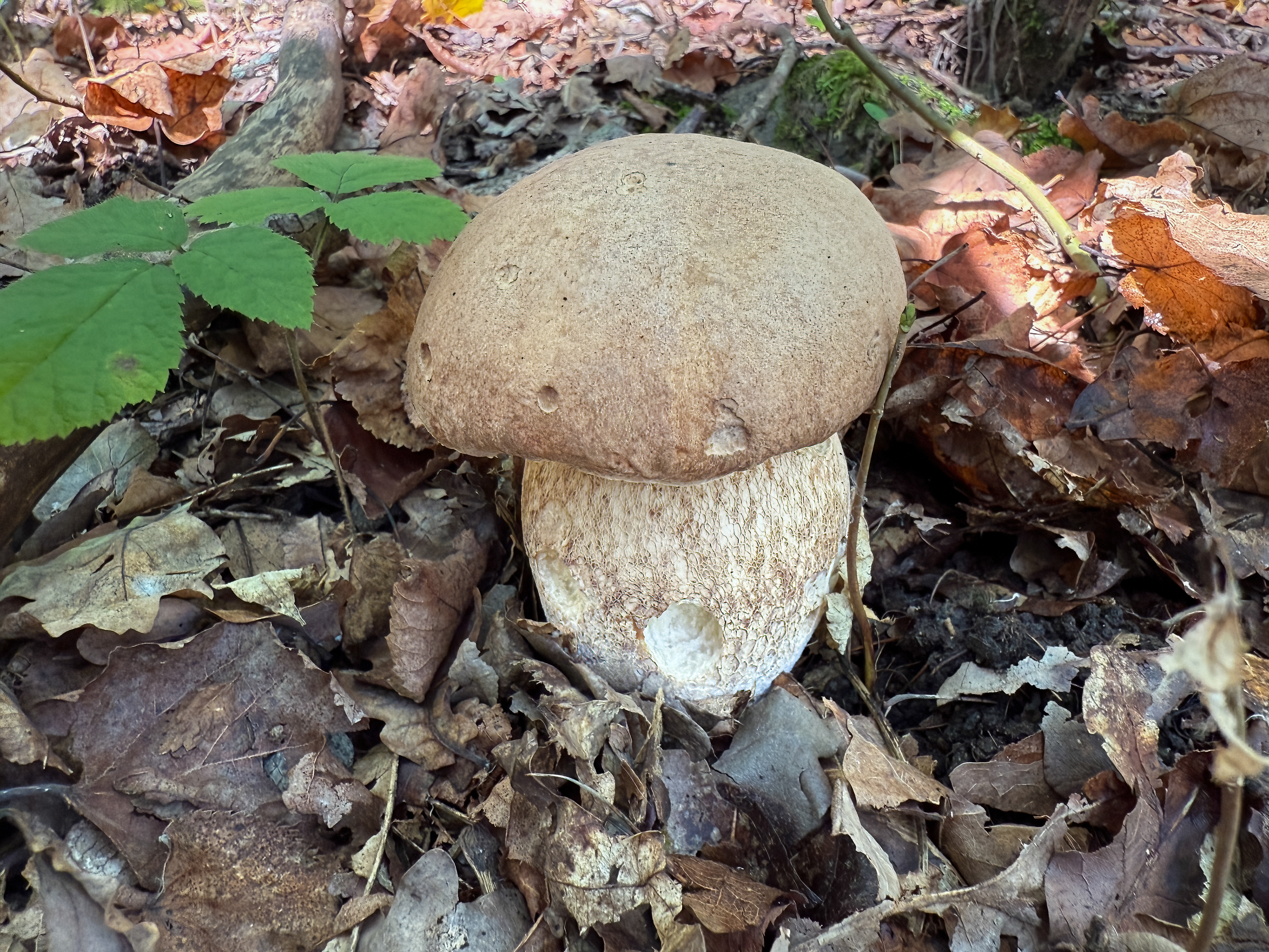 Hřib dubový (Boletus reticulatus)