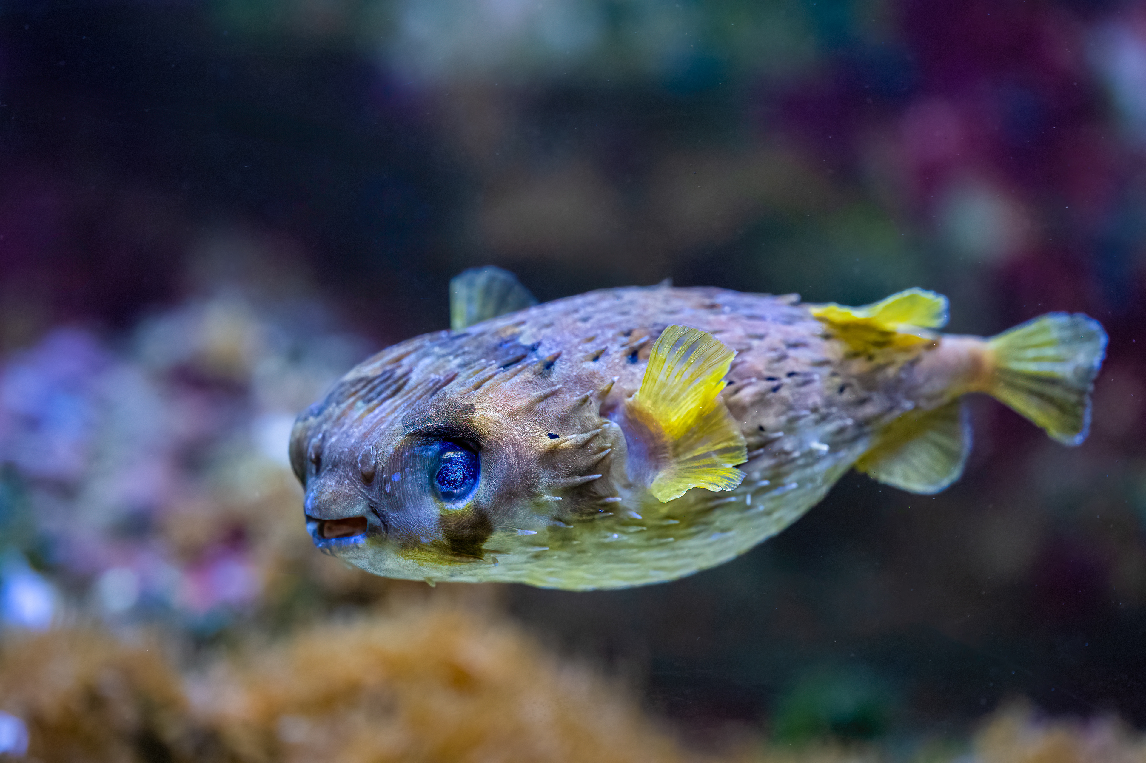 Ježík černoskvrnný (Diodon liturosus)