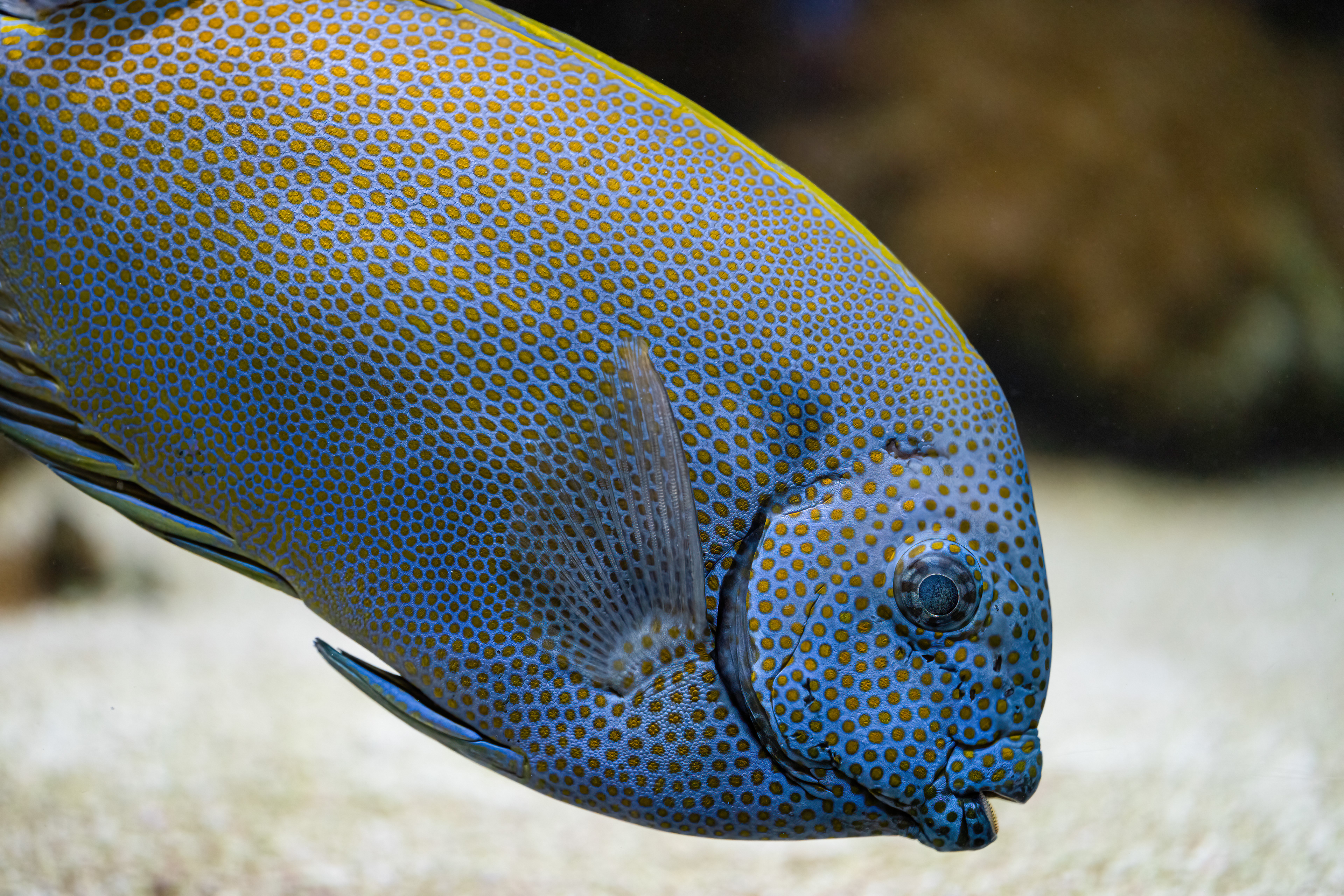 Králíčkovec skvrnitý (Siganus guttatus)