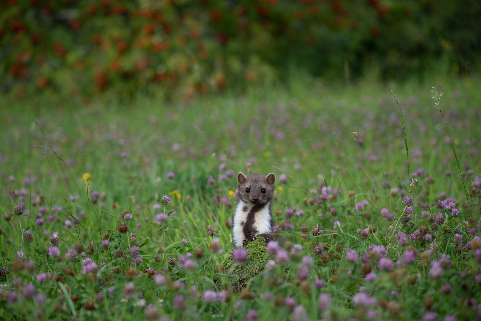 Kuna skalní (Martes foina), Vysočina, 08/2022