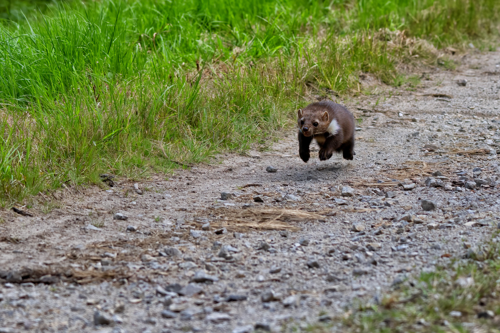 Kuna skalní (Martes foina), Vysočina, 08/2022