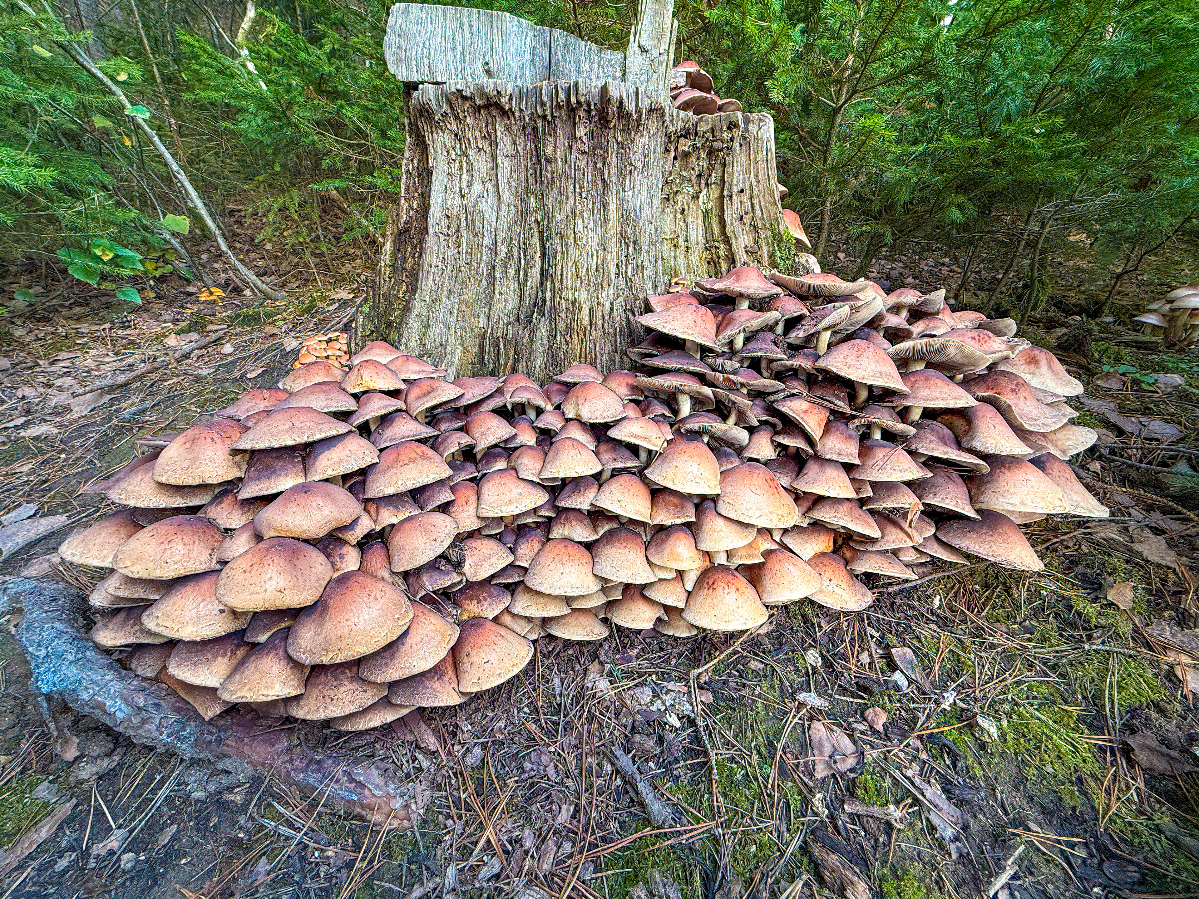 Třepenitka (Hypholoma) ?