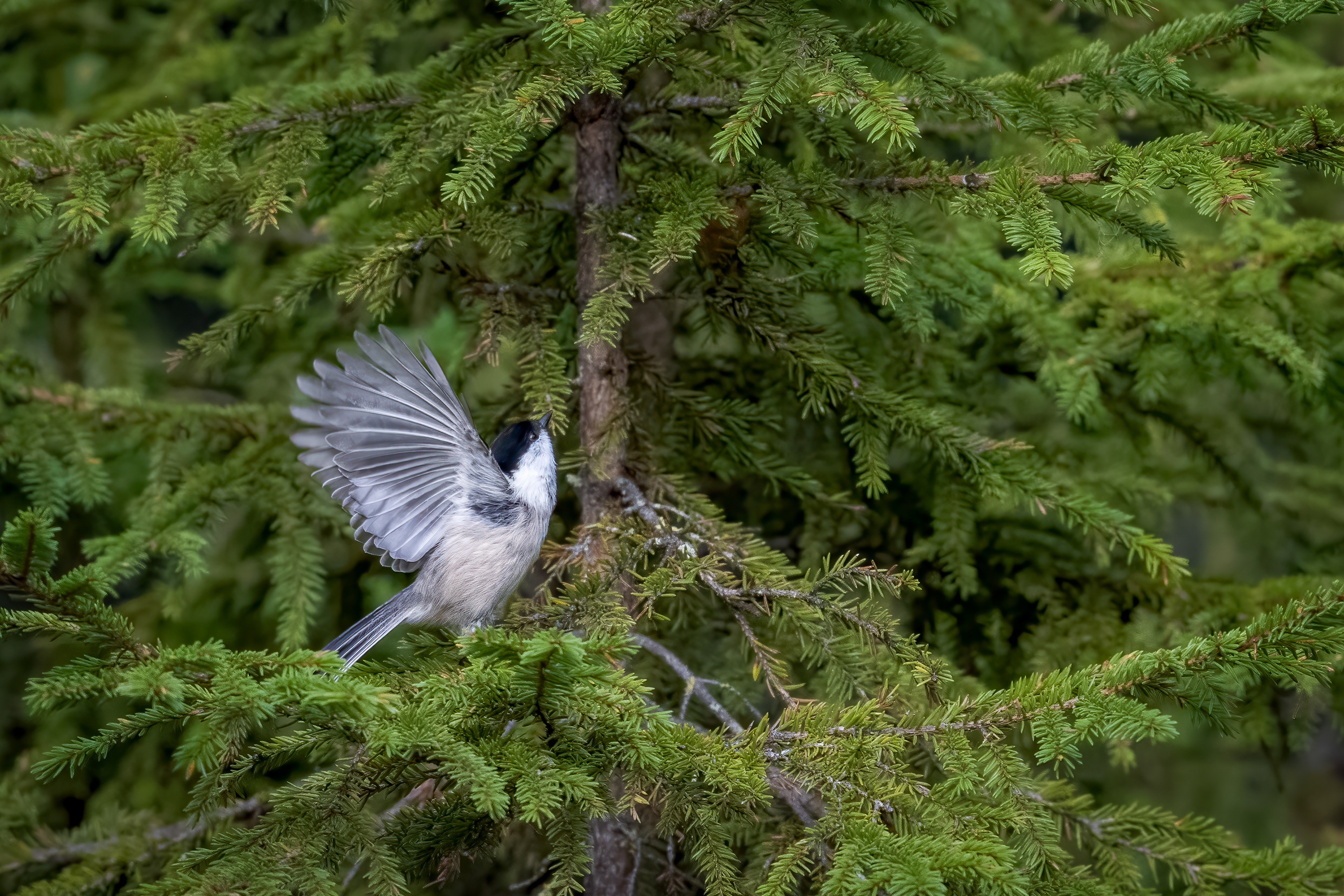 Sýkora lužní (Poecile montanus), Finsko, 09/2025