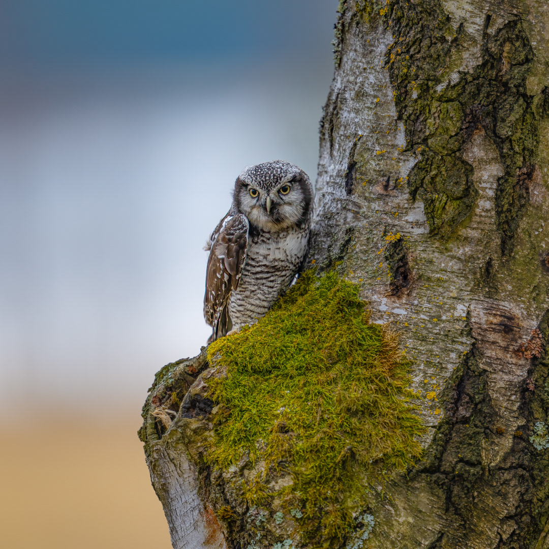 Sovice krahujová (Surnia ulula), Vysočina, 03/2024