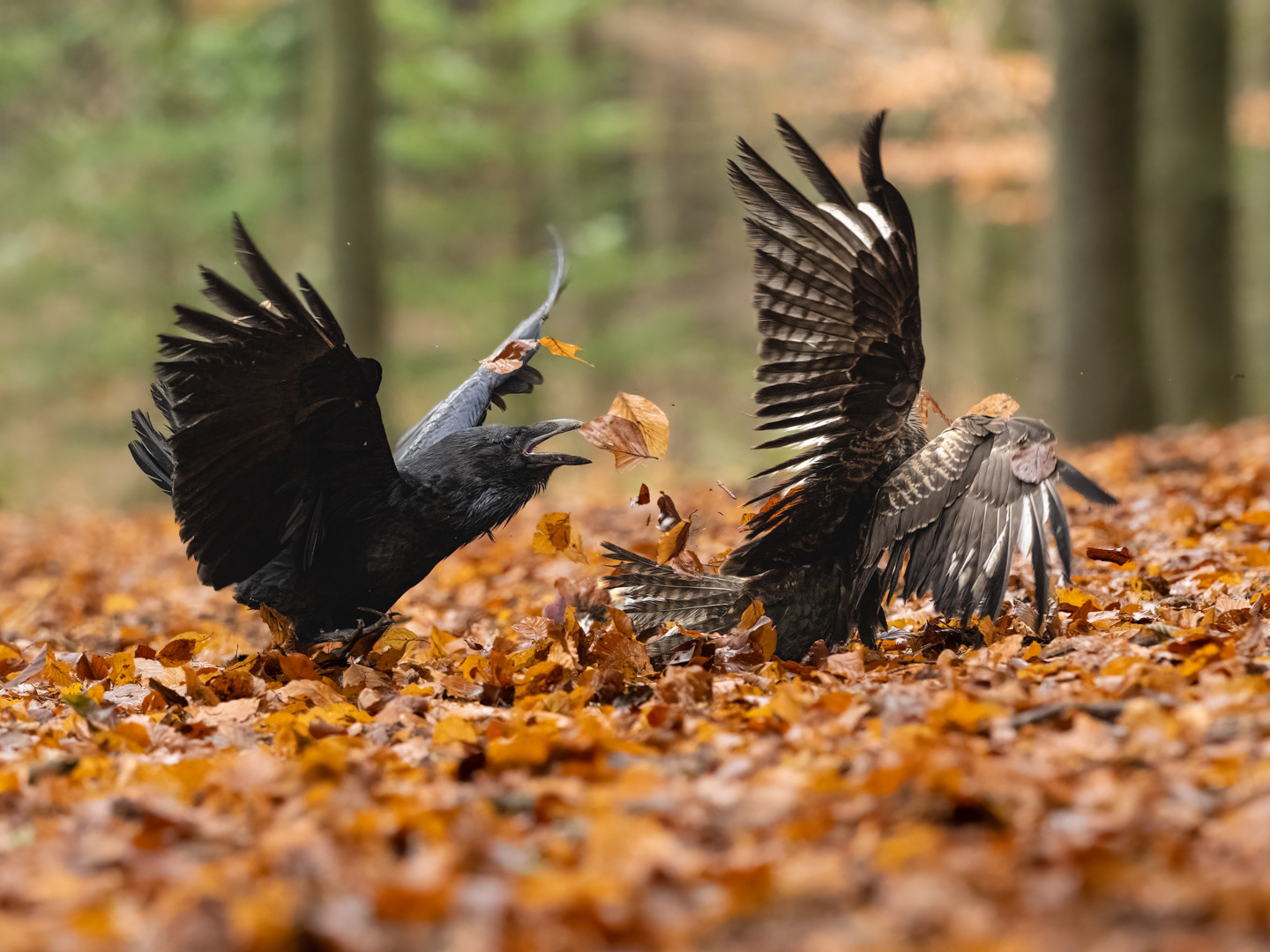 Káně lesní (Buteo buteo) a Krkavec velký (Corvus corax), boj o kořist, Vysočina, 11/2022
