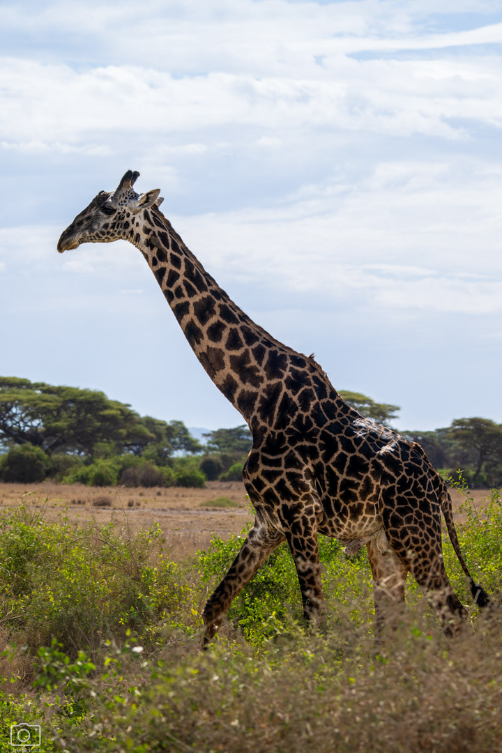 Žirafa masajská (Giraffa tippelskirchi), Kenya, 12/2025