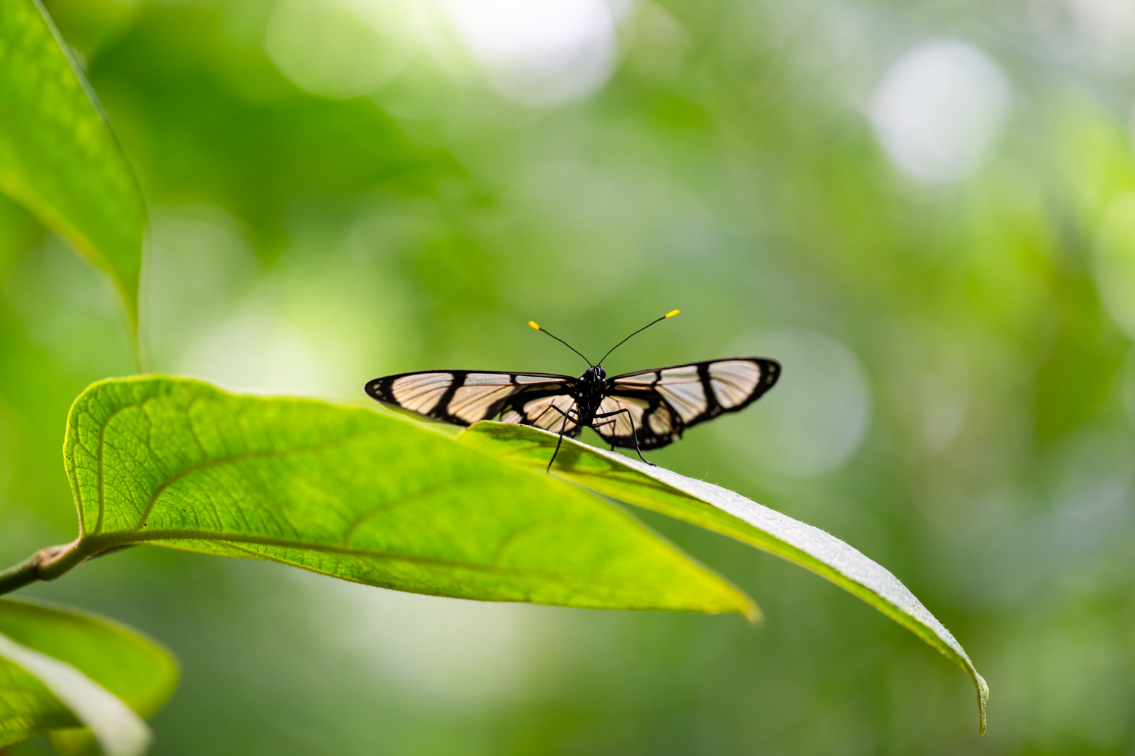 Methona confusa (Black glasswing), Fata Morgana, Praha, 05/2024