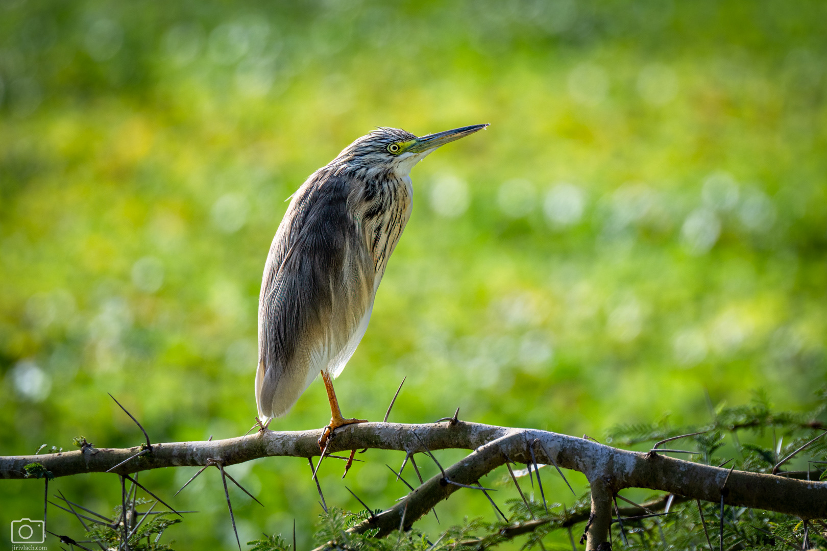 volavka vlasatá (Squacco Heron), Kenya, 12/2025
