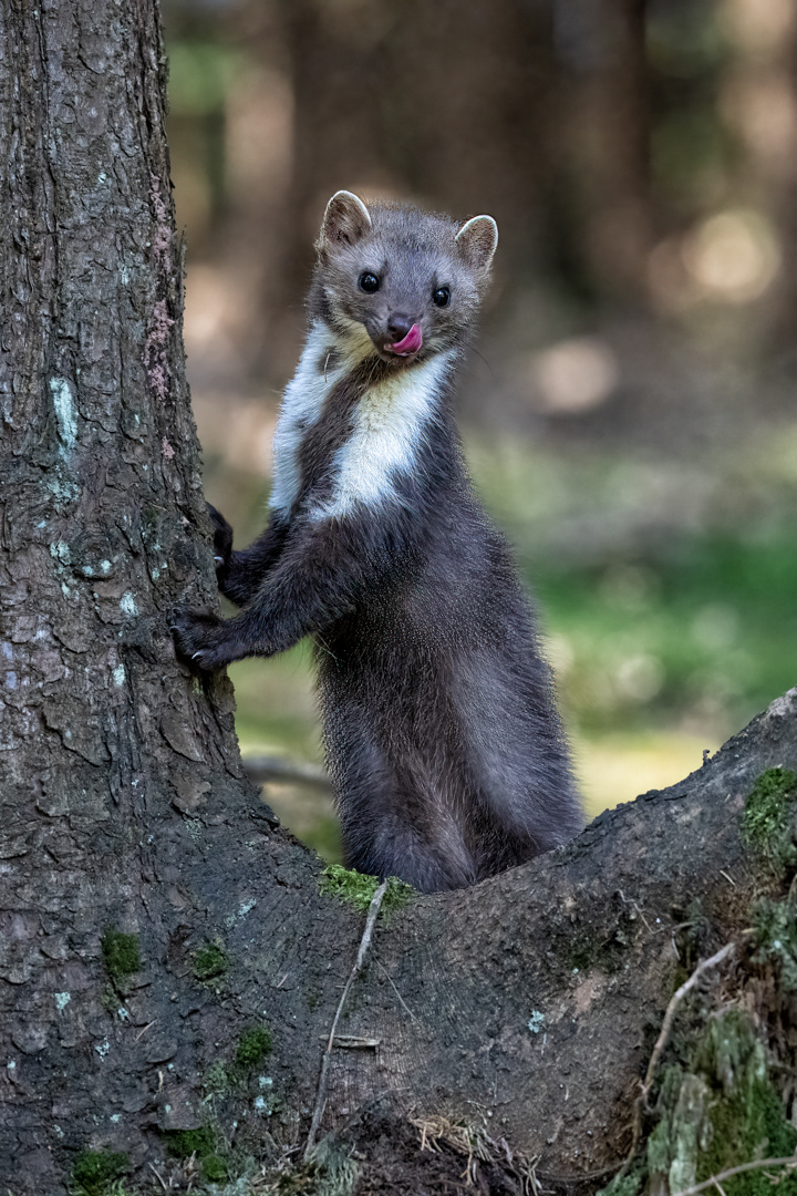 Kuna skalní (Martes foina), Vysočina, 08/2022