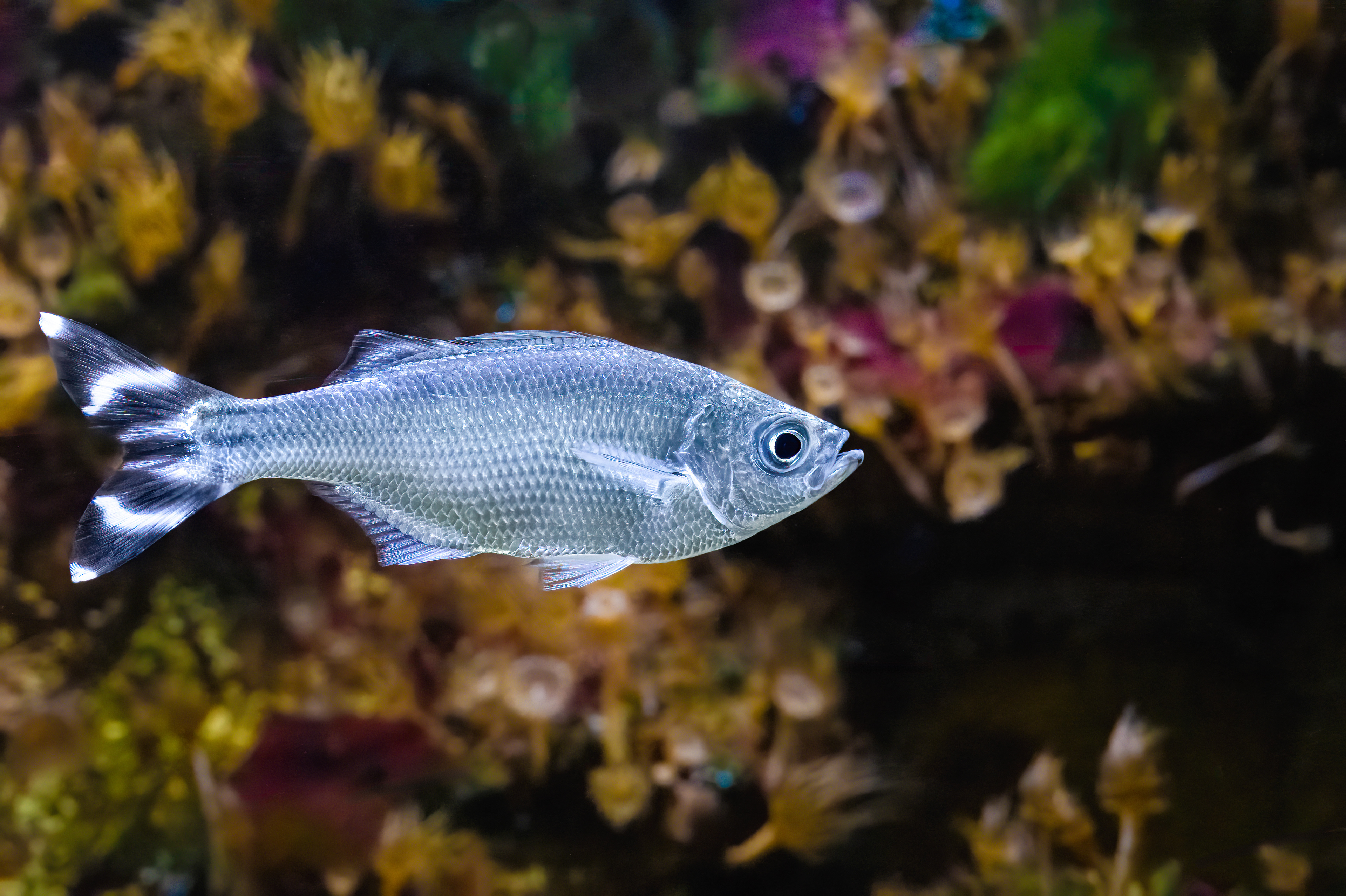 Praporkovec cípalovitý (Kuhlia mugil)