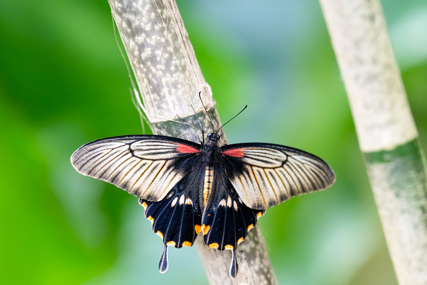 Papilio memnon (Great mormon), Fata Morgana, Praha, 05/2024