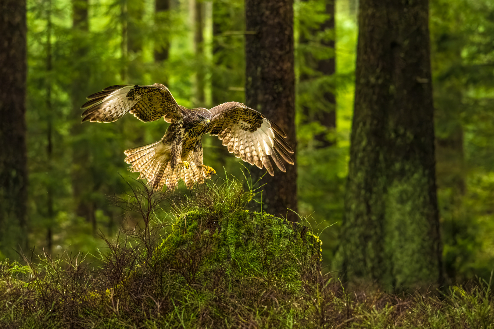 Káně lesní (Buteo buteo), Vysočina, 12/2022