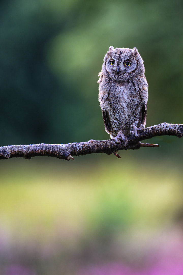 Výreček malý (Otus scops), Vysočina, 07/2022