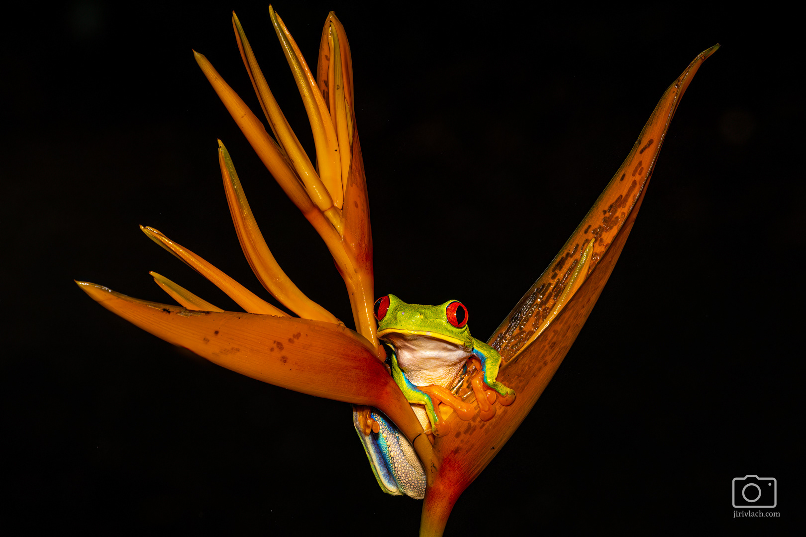 Listovnice červenooká (Red-eyed tree frog, Agalychnis callidryas)