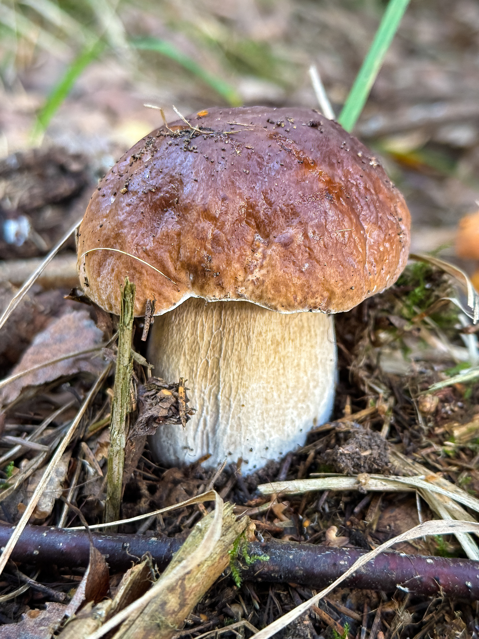 Hřib smrkový (Boletus edulis)