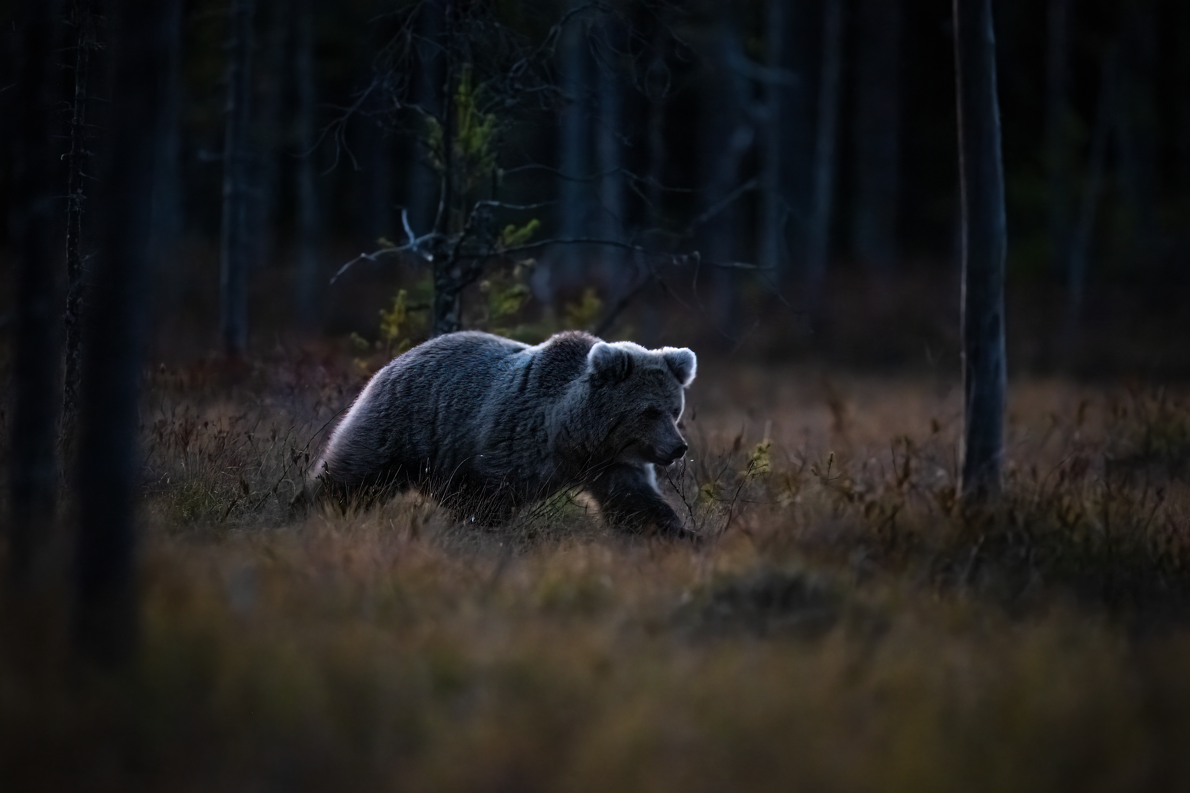 Medvěd hnědý (Ursus arctos), Finsko, 09/2025