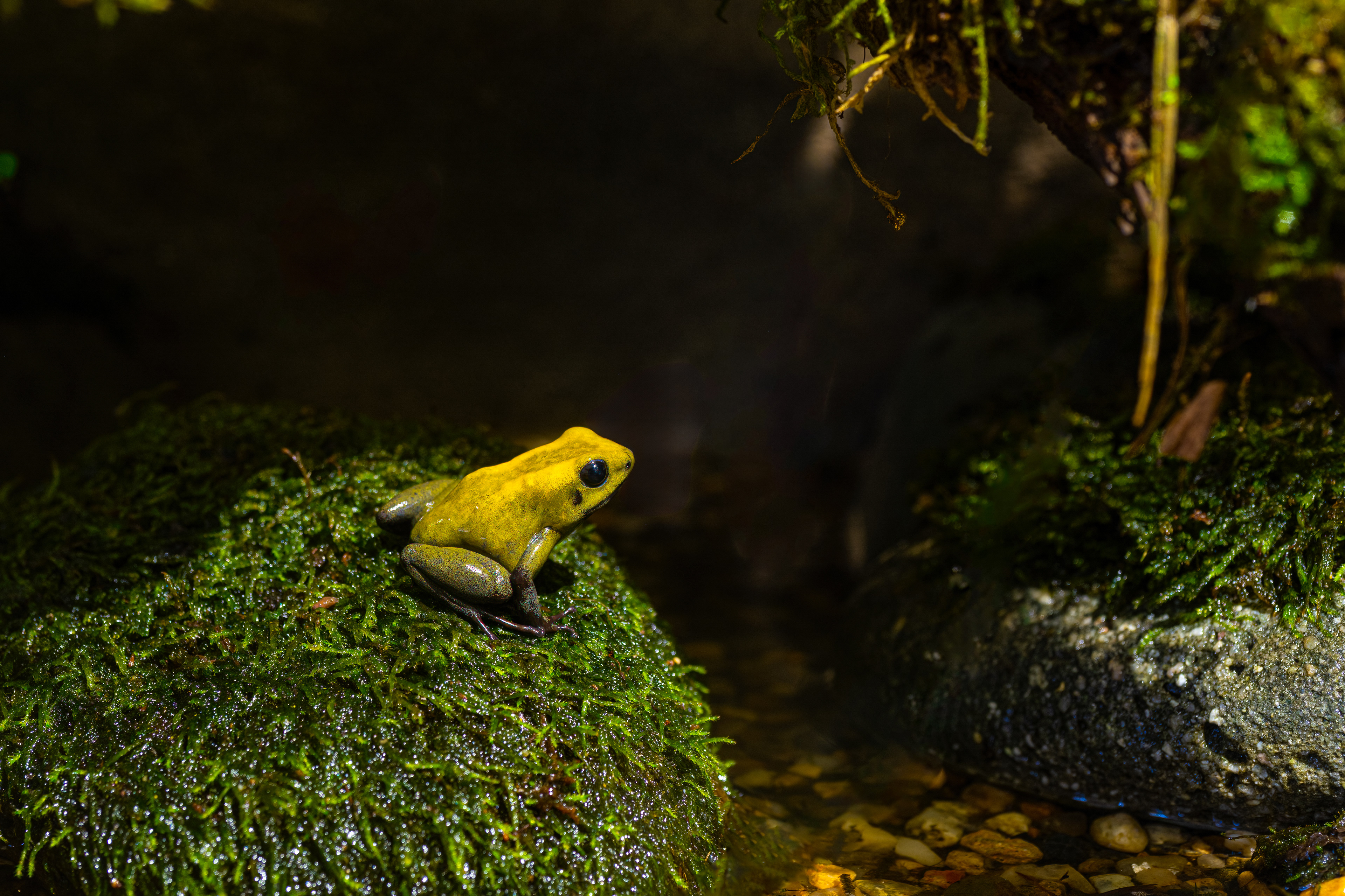Pralesnička dvoubarvá (Phyllobates bicolor), 08/2024