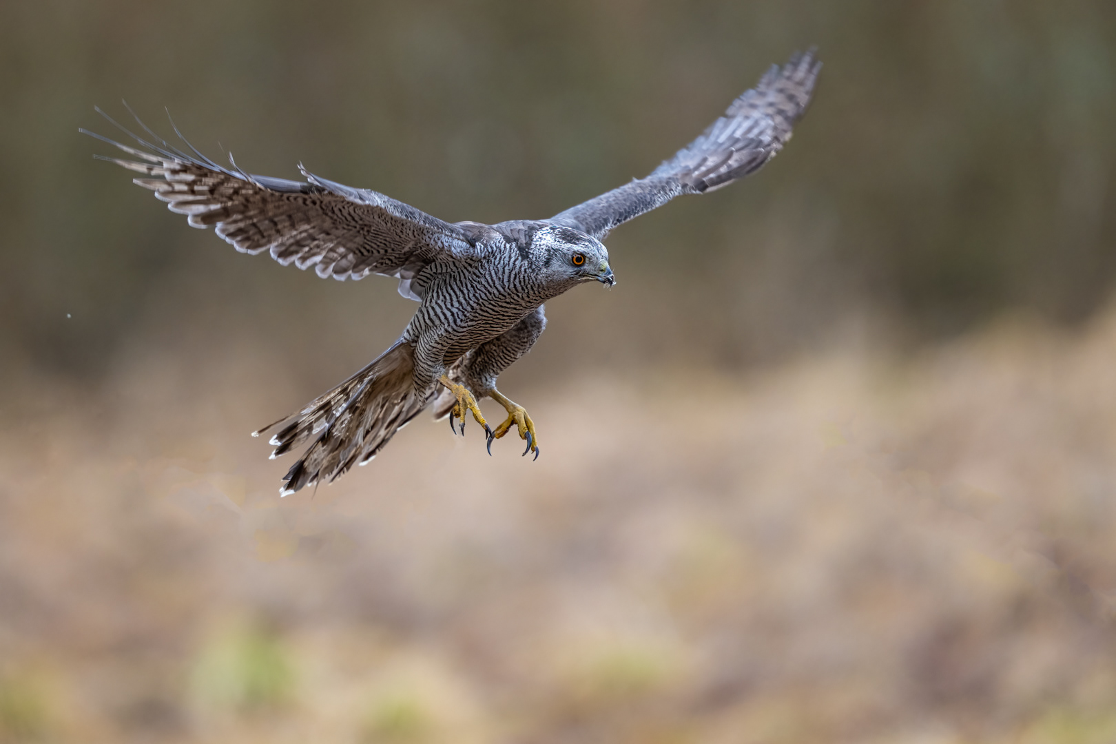 Jestřáb lesní (Accipiter gentilis), Vysočina, 02/2024