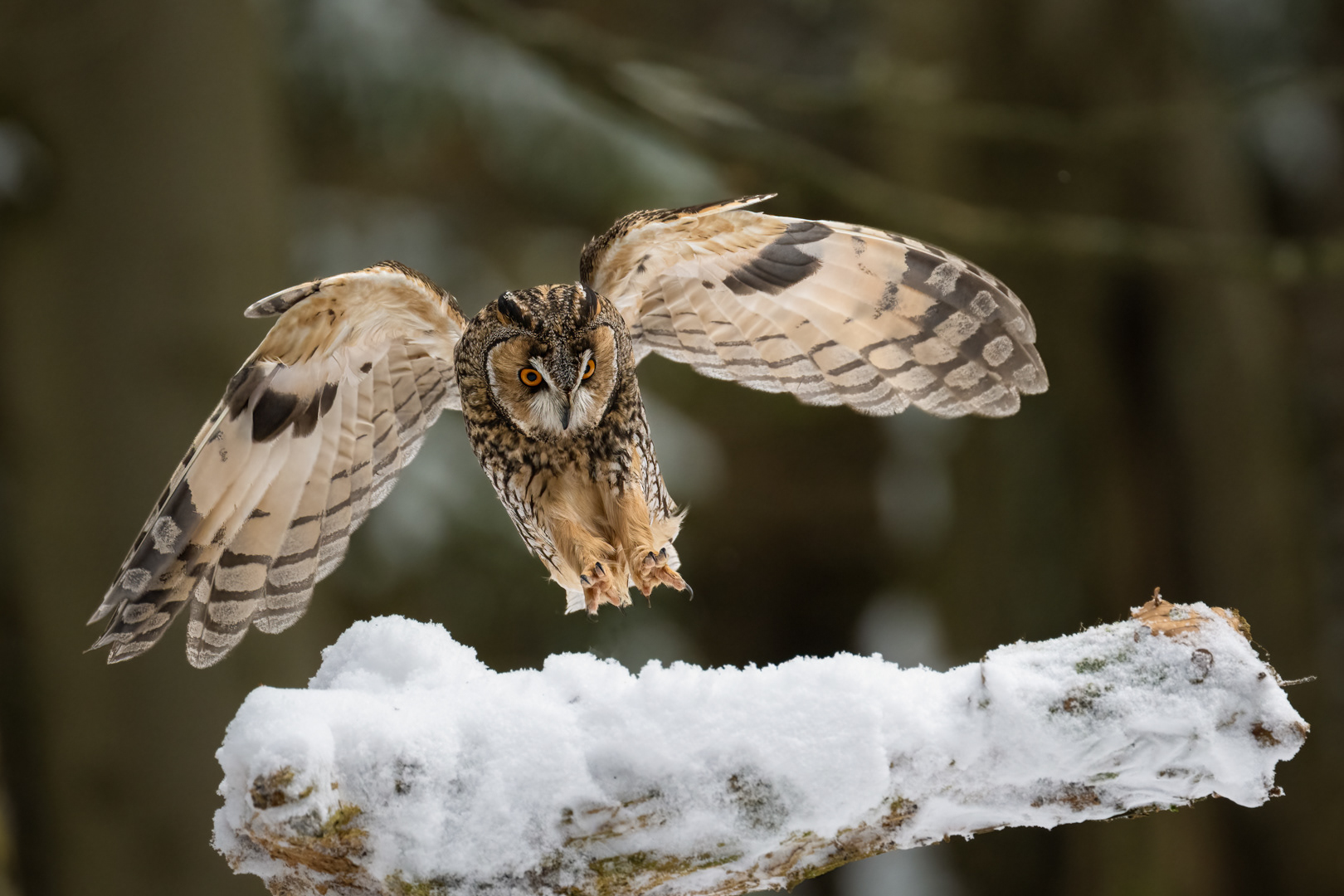 Kalous ušatý (Asio otus), Vysočina, 03/2023