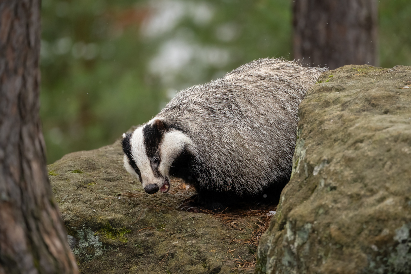 Jezevec lesní (Meles meles), Vysočina, 03/2023