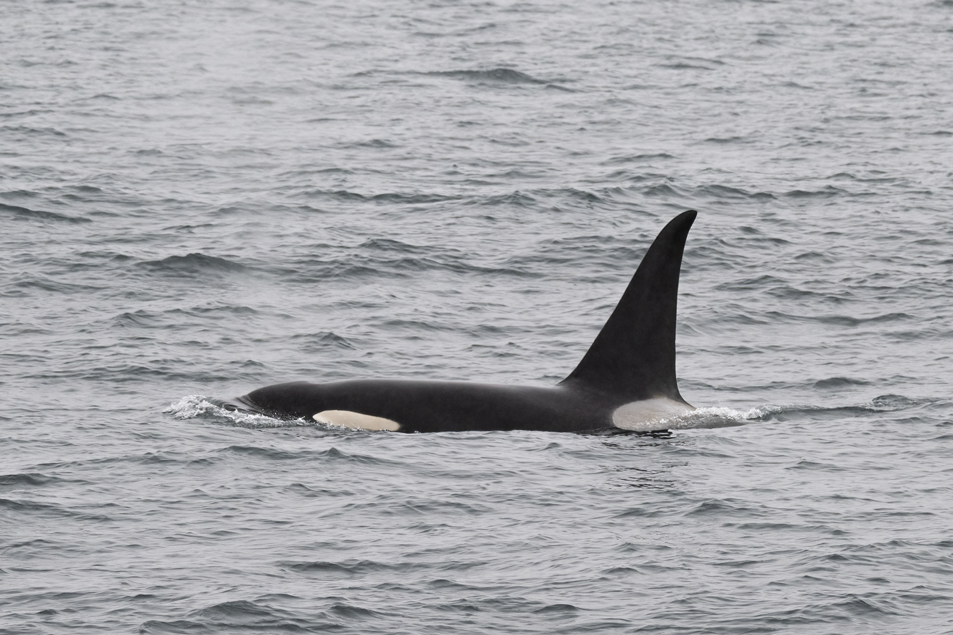 Kosatka dravá (Orcinus orca), Aljaška, 07/2023