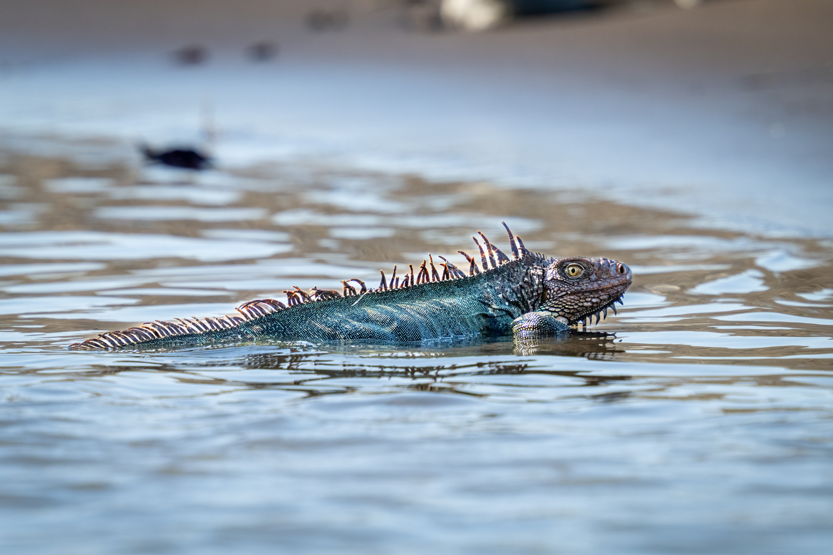 Leguán zelený (The green iguana, Iguana iguana), Kostarika, 01/2025