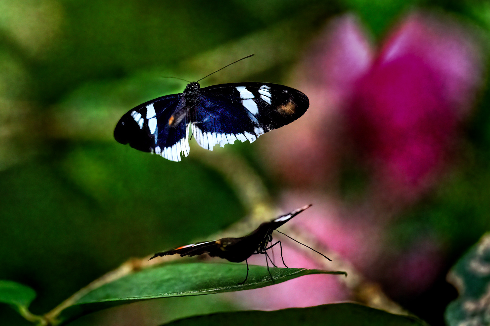 Heliconius cydno cydnides, Fata Morgana, Praha, 05/2022