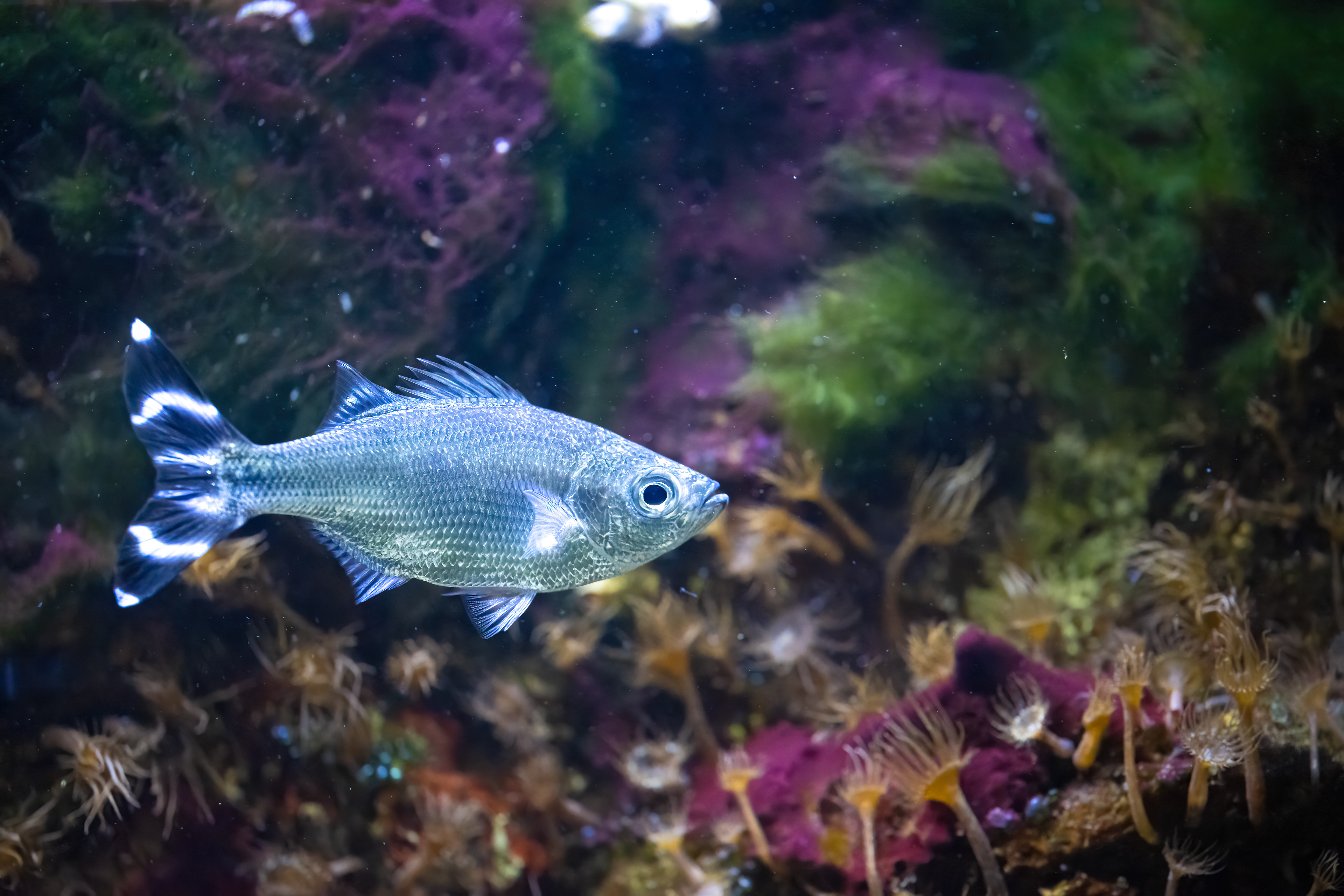 Praporkovec cípalovitý (Kuhlia mugil)