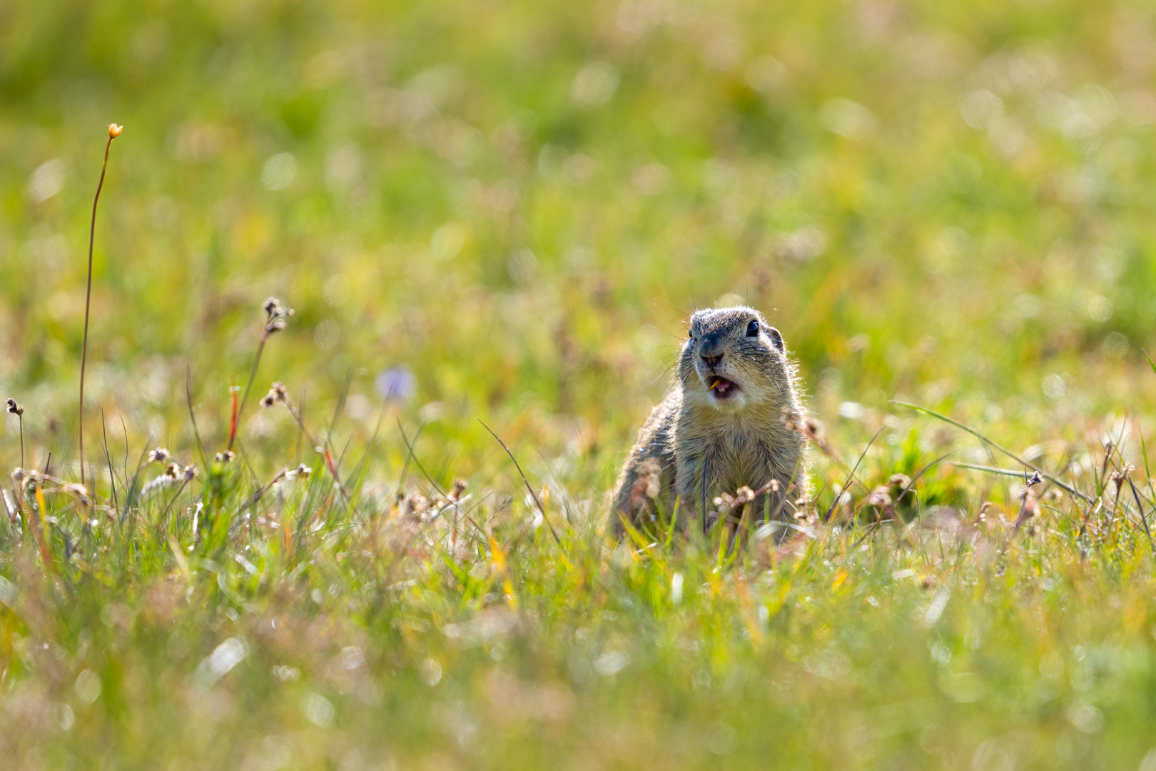 Sysel obecný (Spermophilus citellus), Radouč, 04/2024