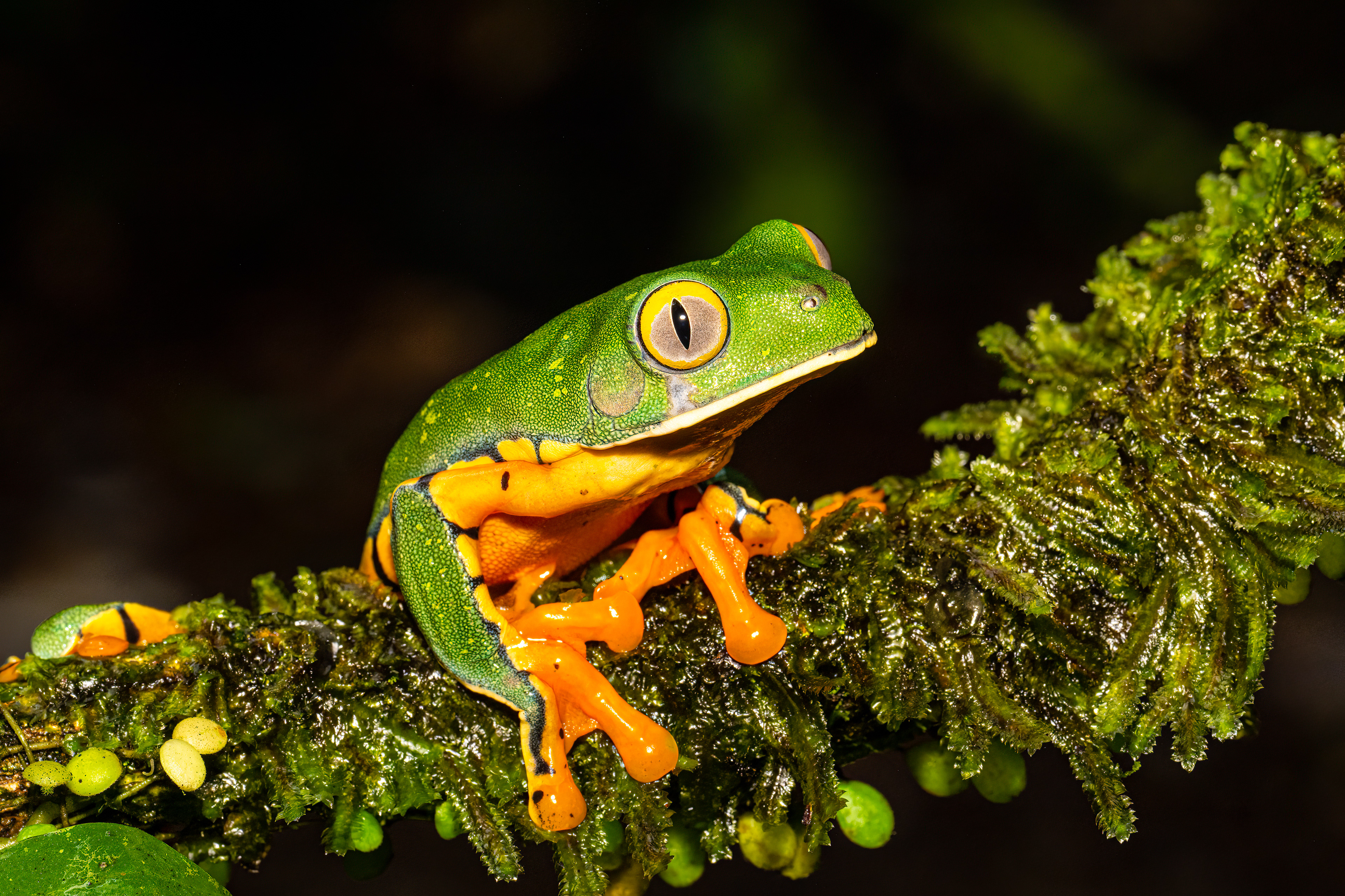 Listovnice ostruhatá (Splendid leaf frog, Cruziohyla calcarifer, syn. Agalychnis calcarifer)