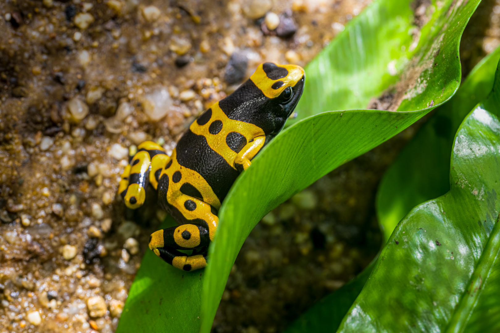 Pralesnička harlekýn (Dendrobates leucomelas)
