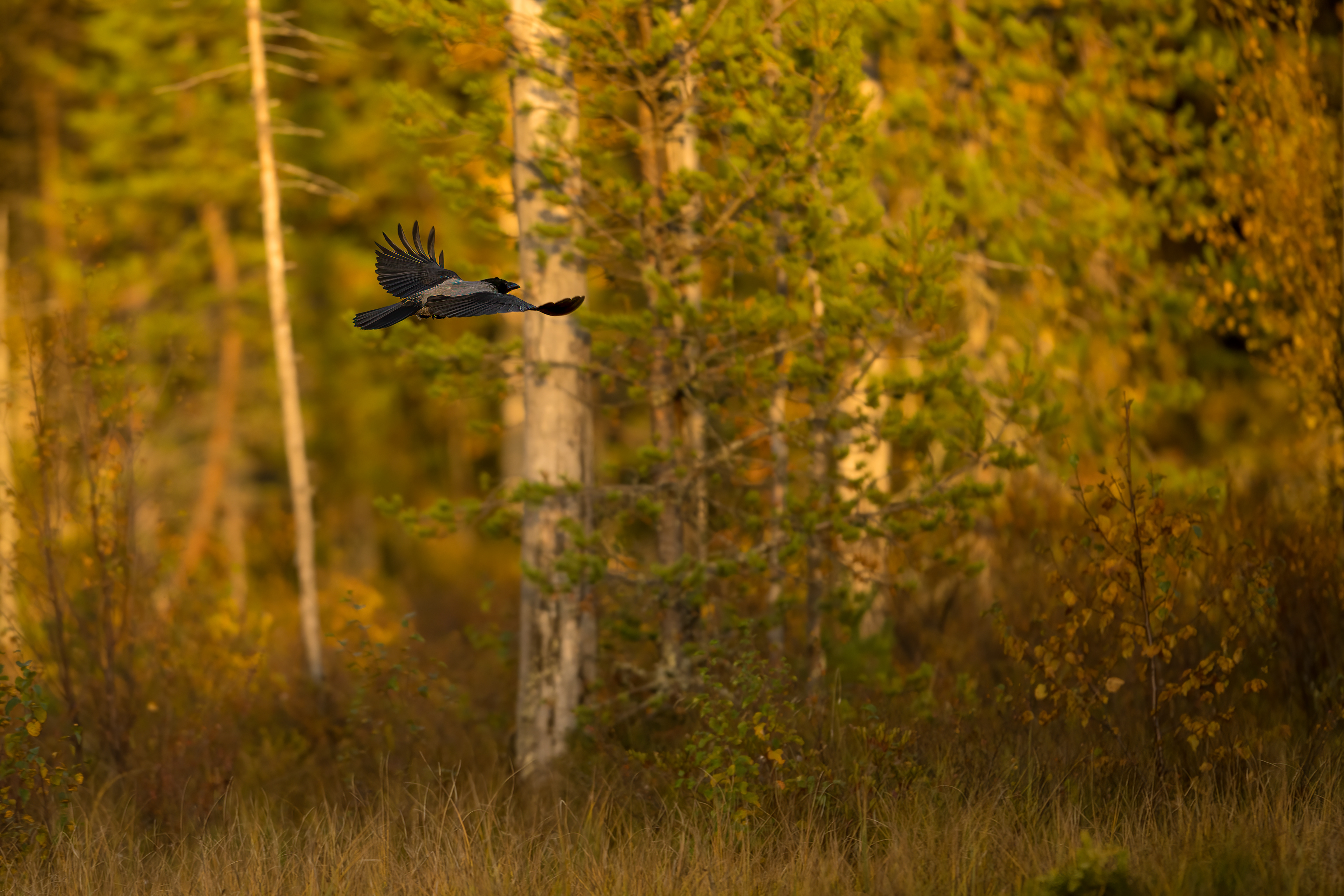 Vrána šedá (Corvus cornix), Finsko, 09/2022