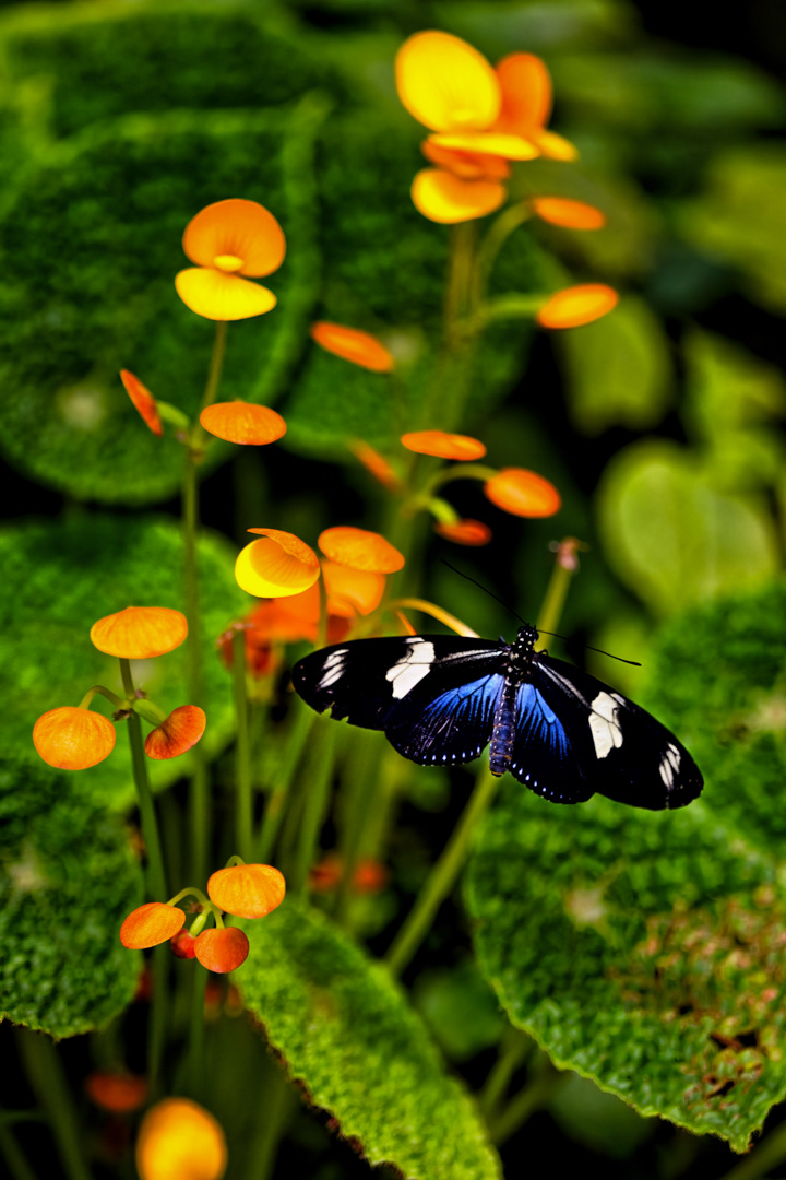 Heliconius doris, Fata Morgana, Praha, 05/2022